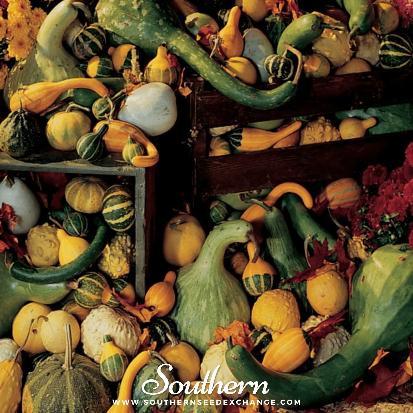 Large & Small Mix Gourds ā 20 Seeds