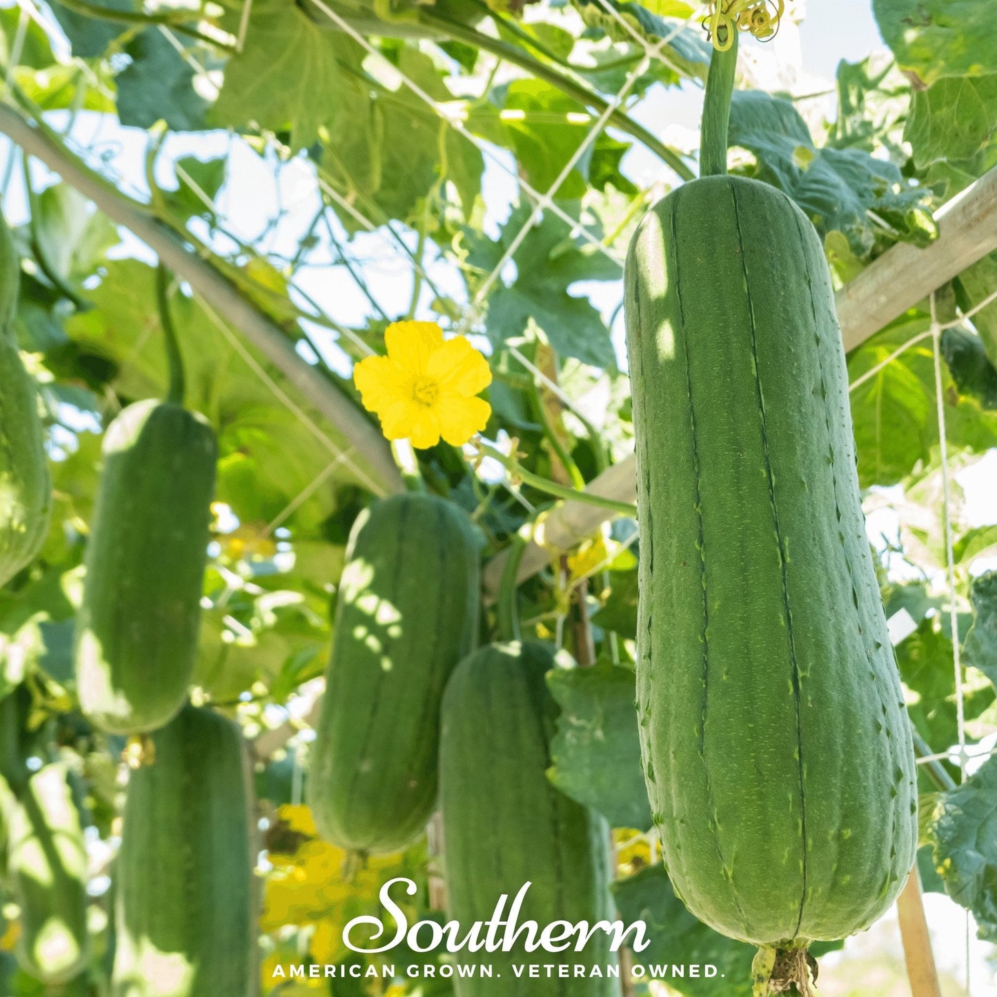 Luffa Gourd ā 20 Seeds
