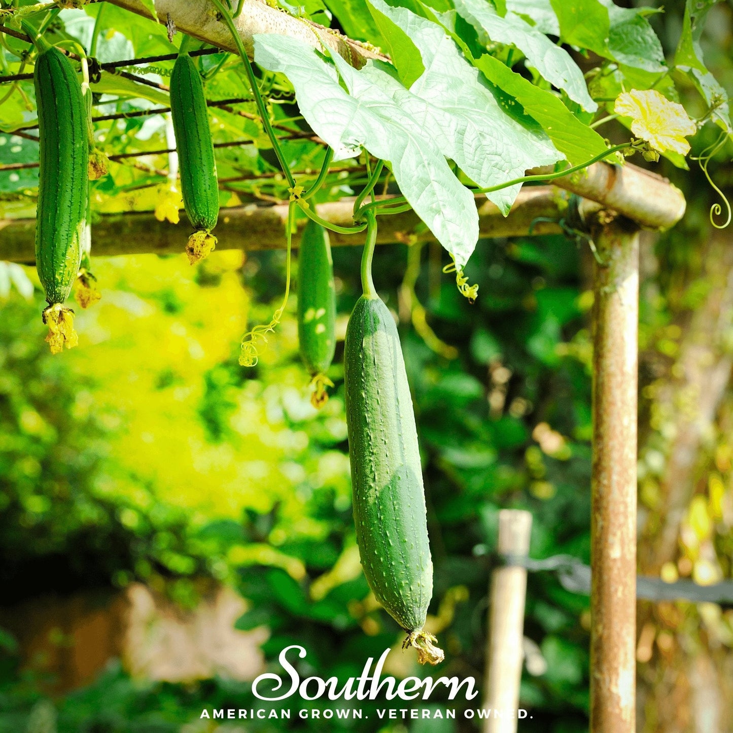 Luffa Gourd ā 20 Seeds