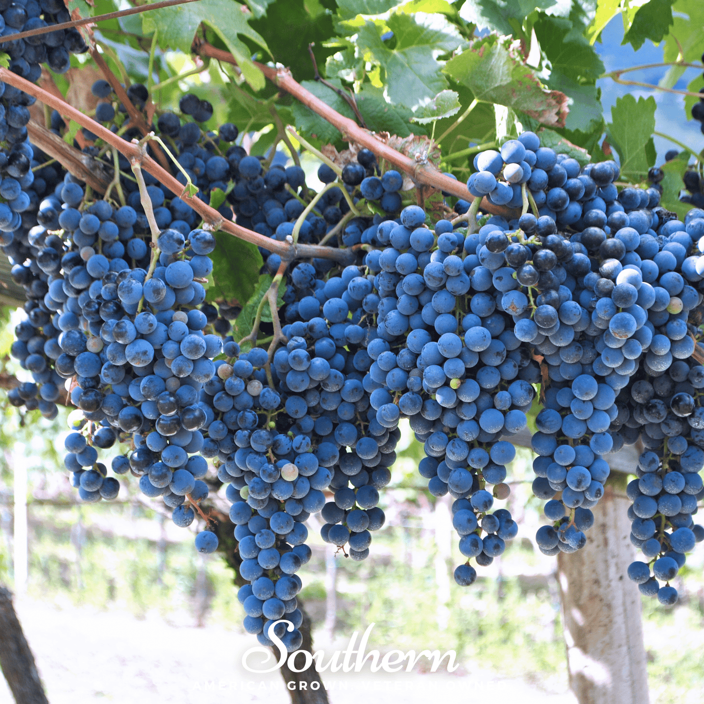 Wine Grapes ā 35 Seeds
