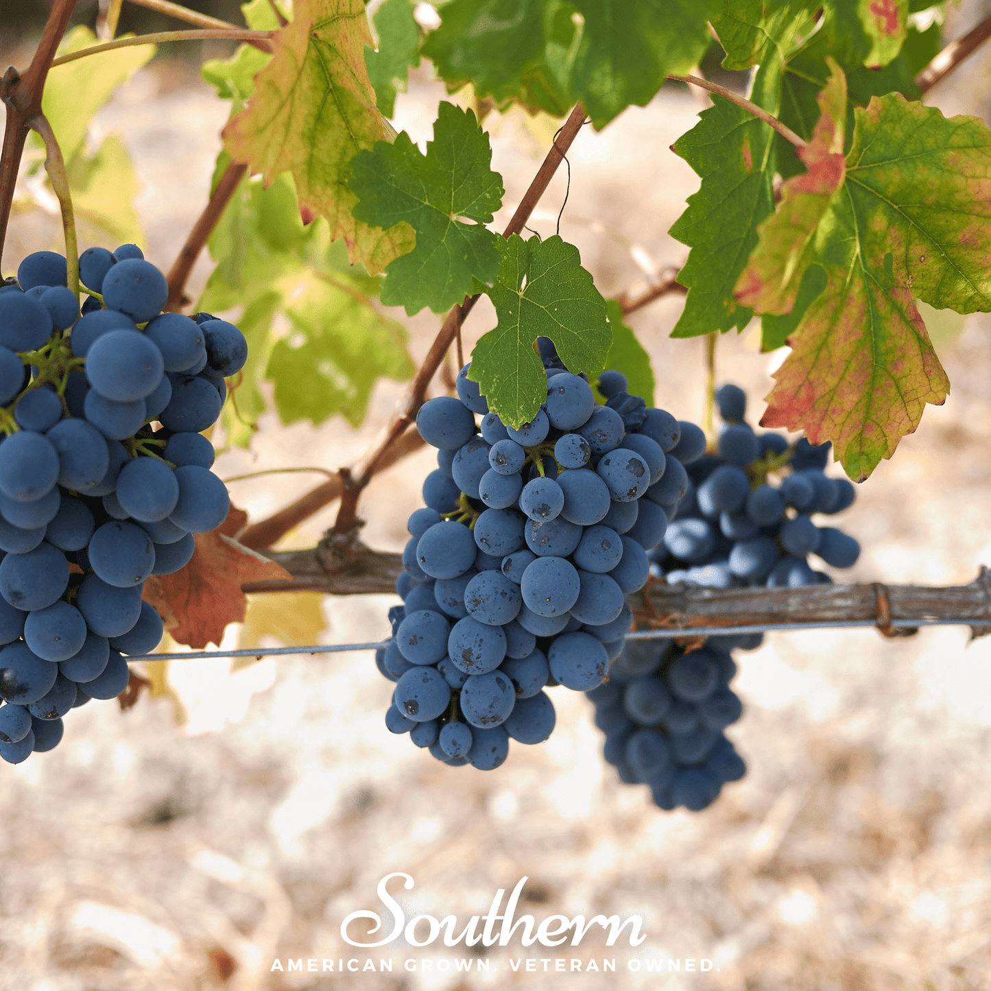 Wine Grapes ā 35 Seeds