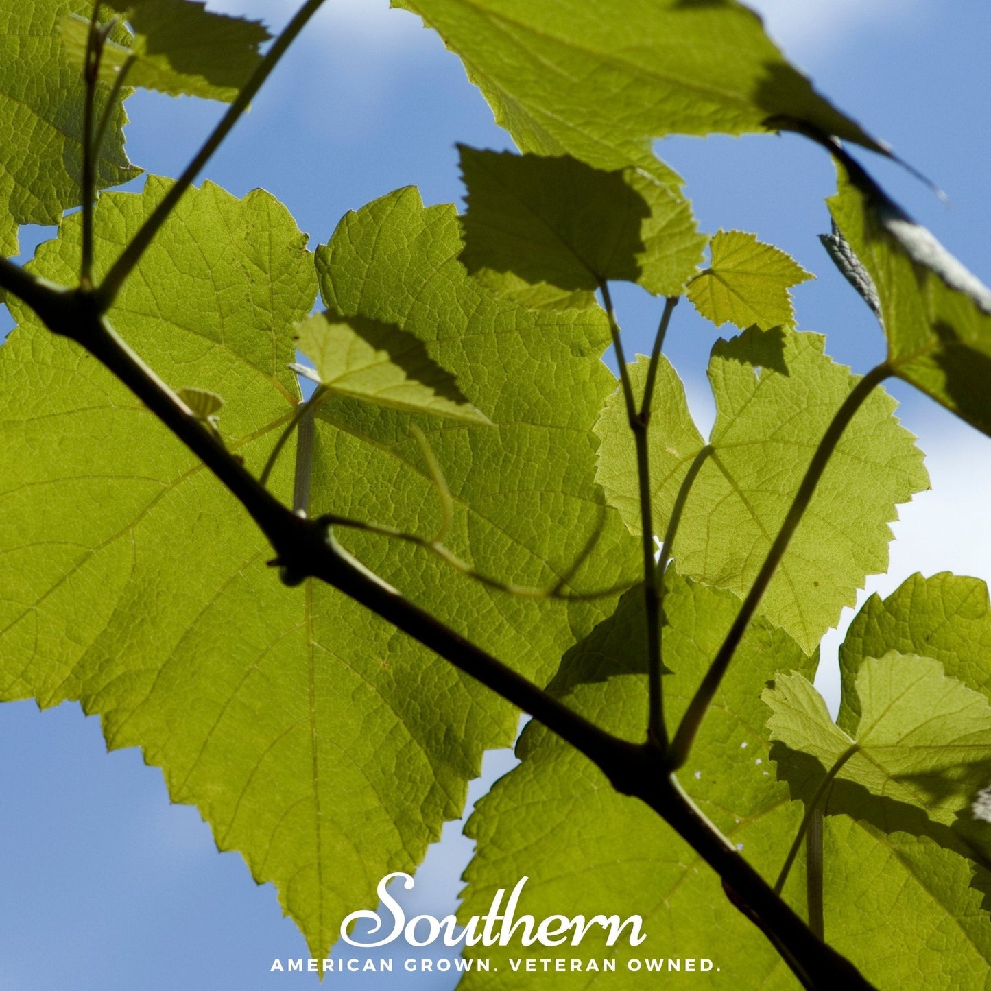 Wine Grapes ā 35 Seeds