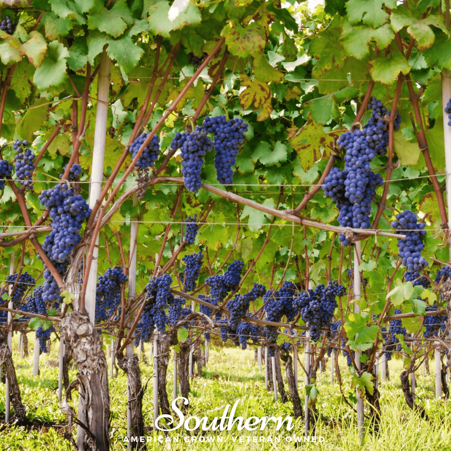 Wine Grapes ā 35 Seeds