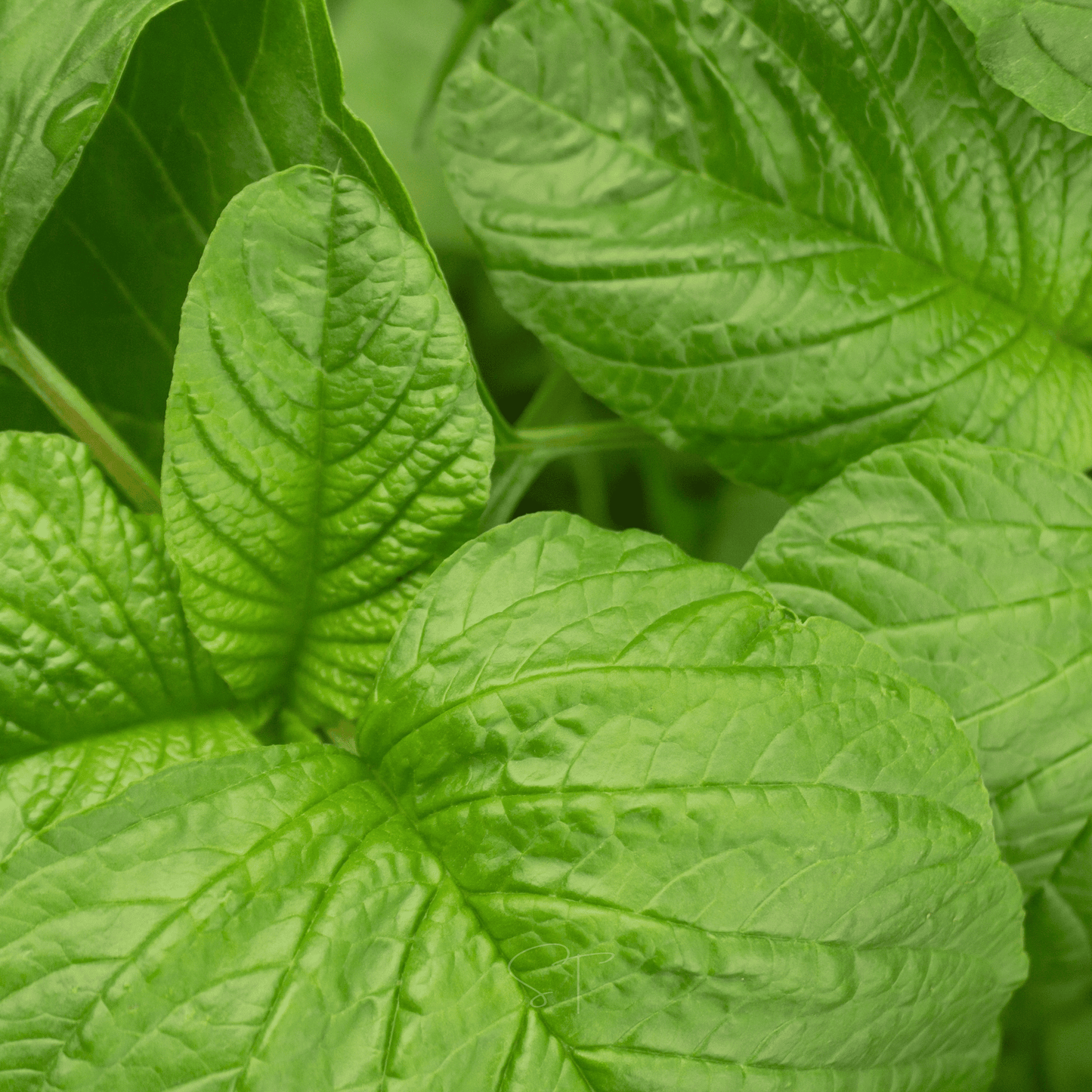 Green Callaloo Amaranth ā 100 Seeds