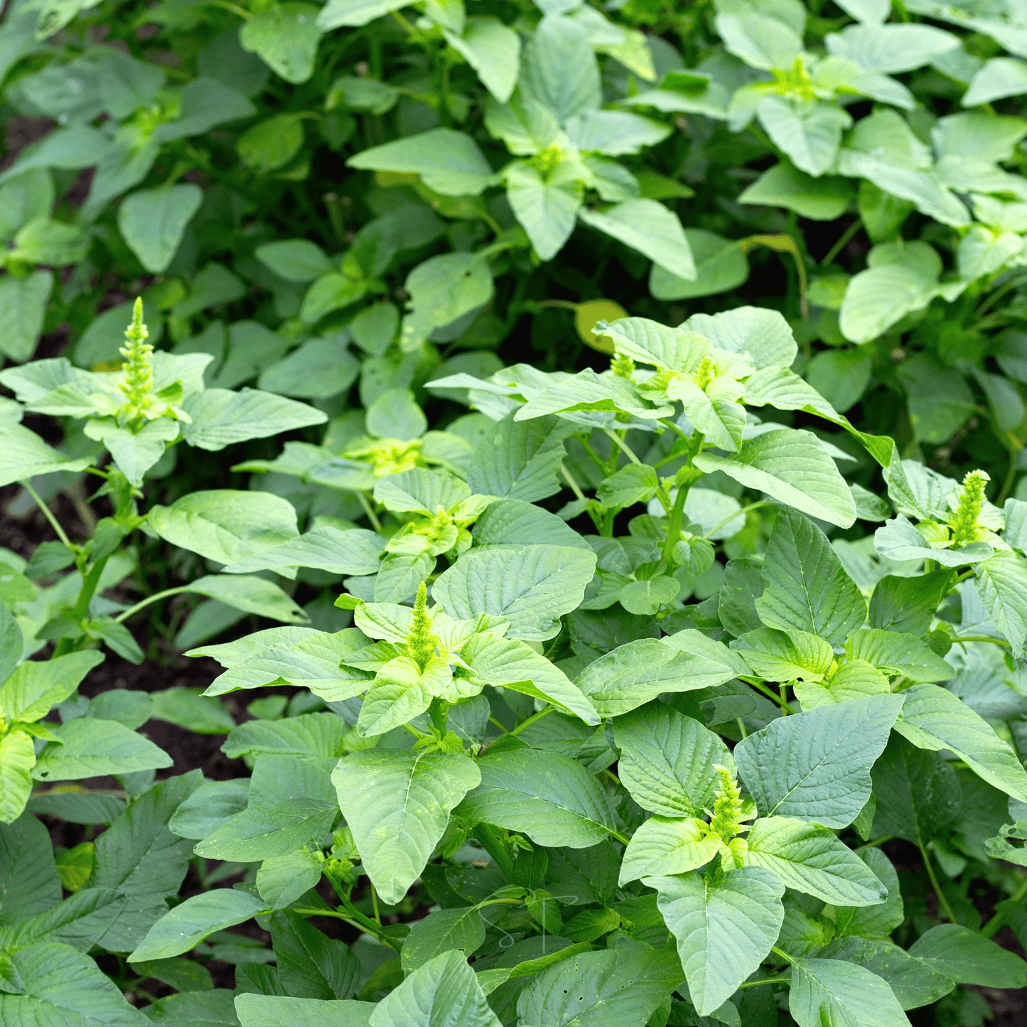 Green Callaloo Amaranth ā 100 Seeds