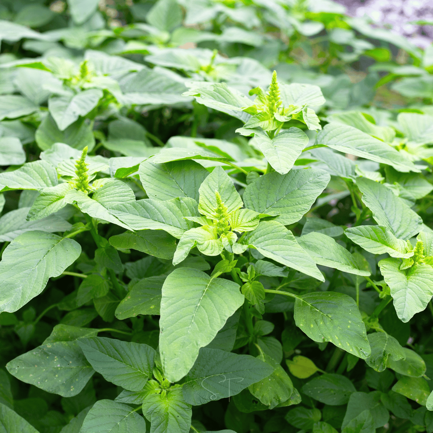 Green Callaloo Amaranth ā 100 Seeds