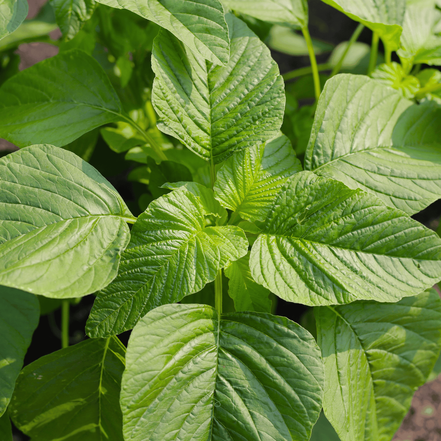 Green Callaloo Amaranth ā 100 Seeds