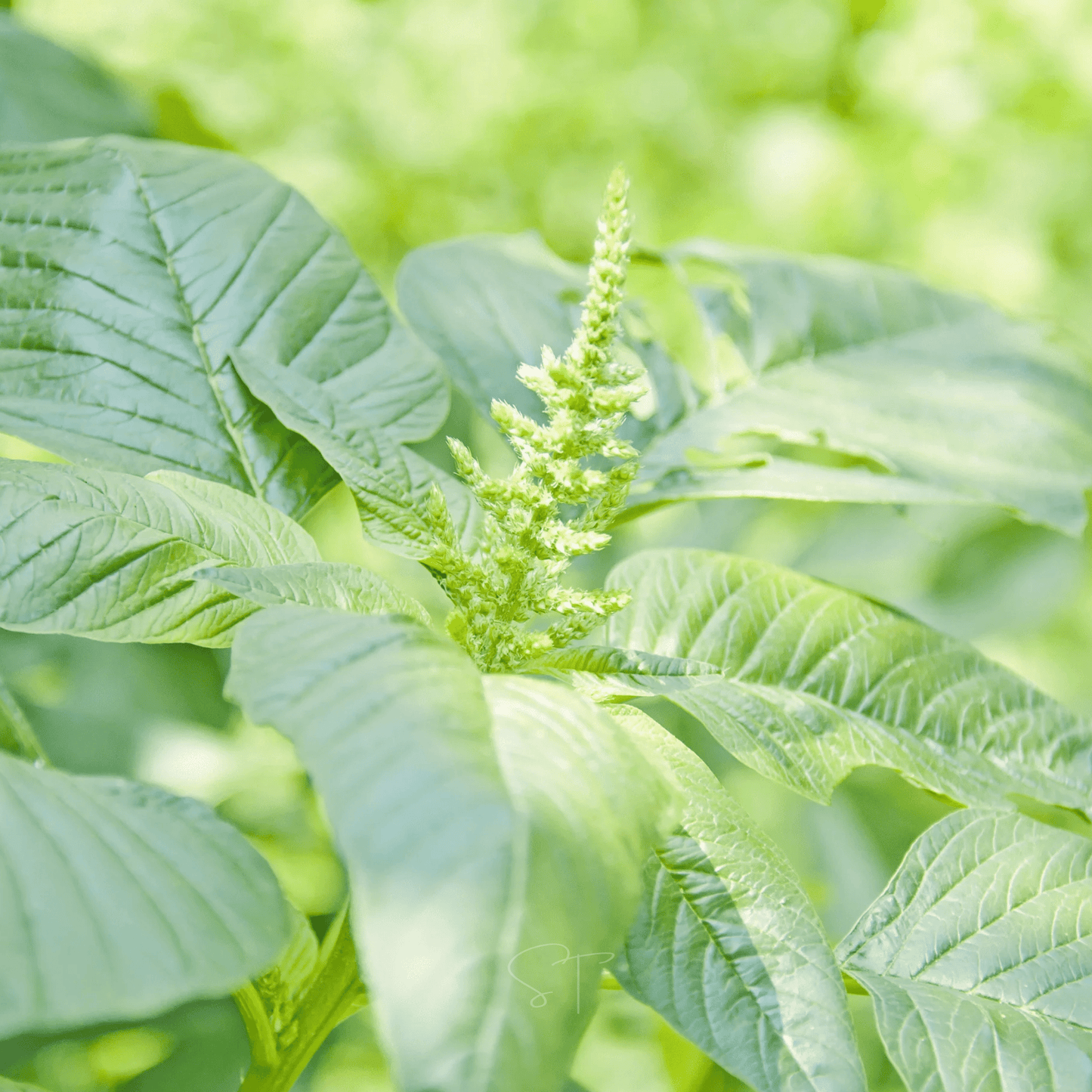 Green Callaloo Amaranth ā 100 Seeds
