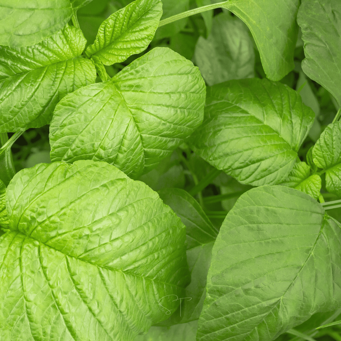 Green Callaloo Amaranth ā 100 Seeds
