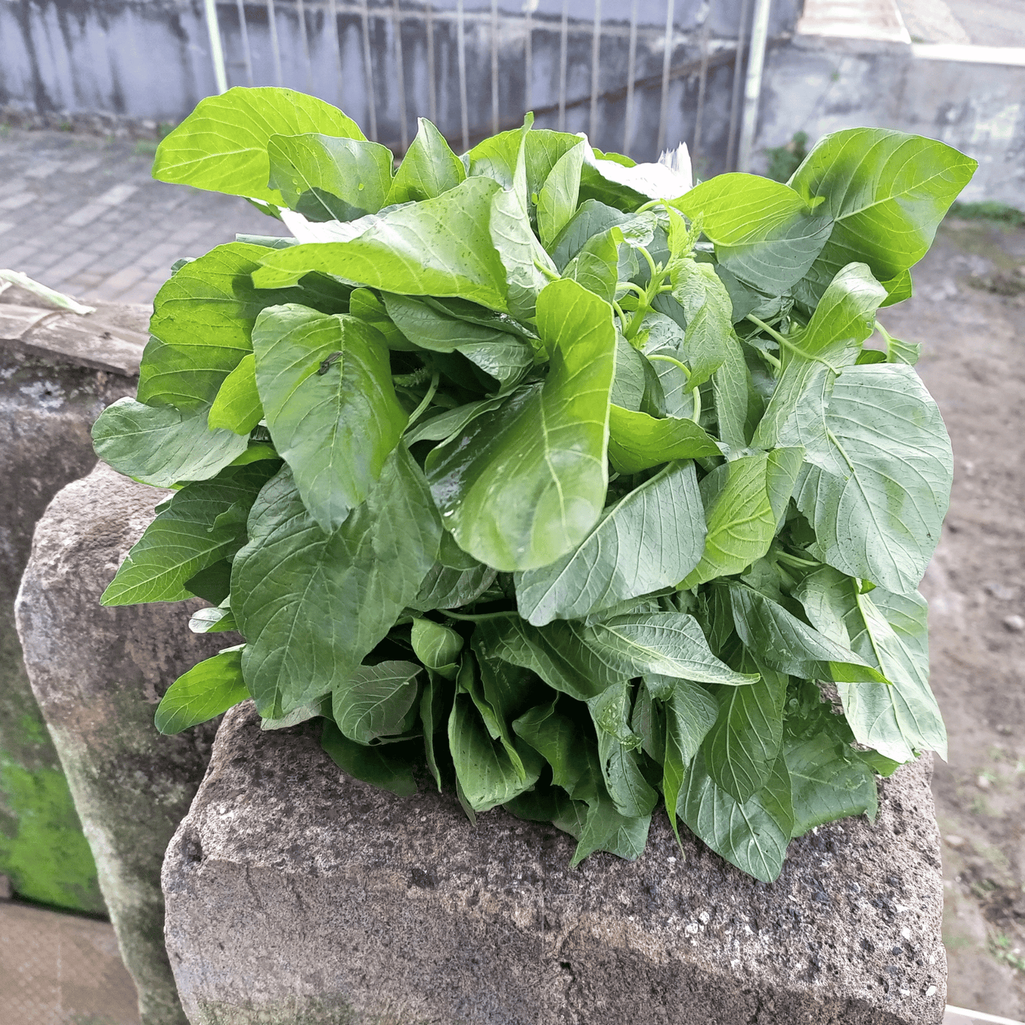 Green Callaloo Amaranth ā 100 Seeds