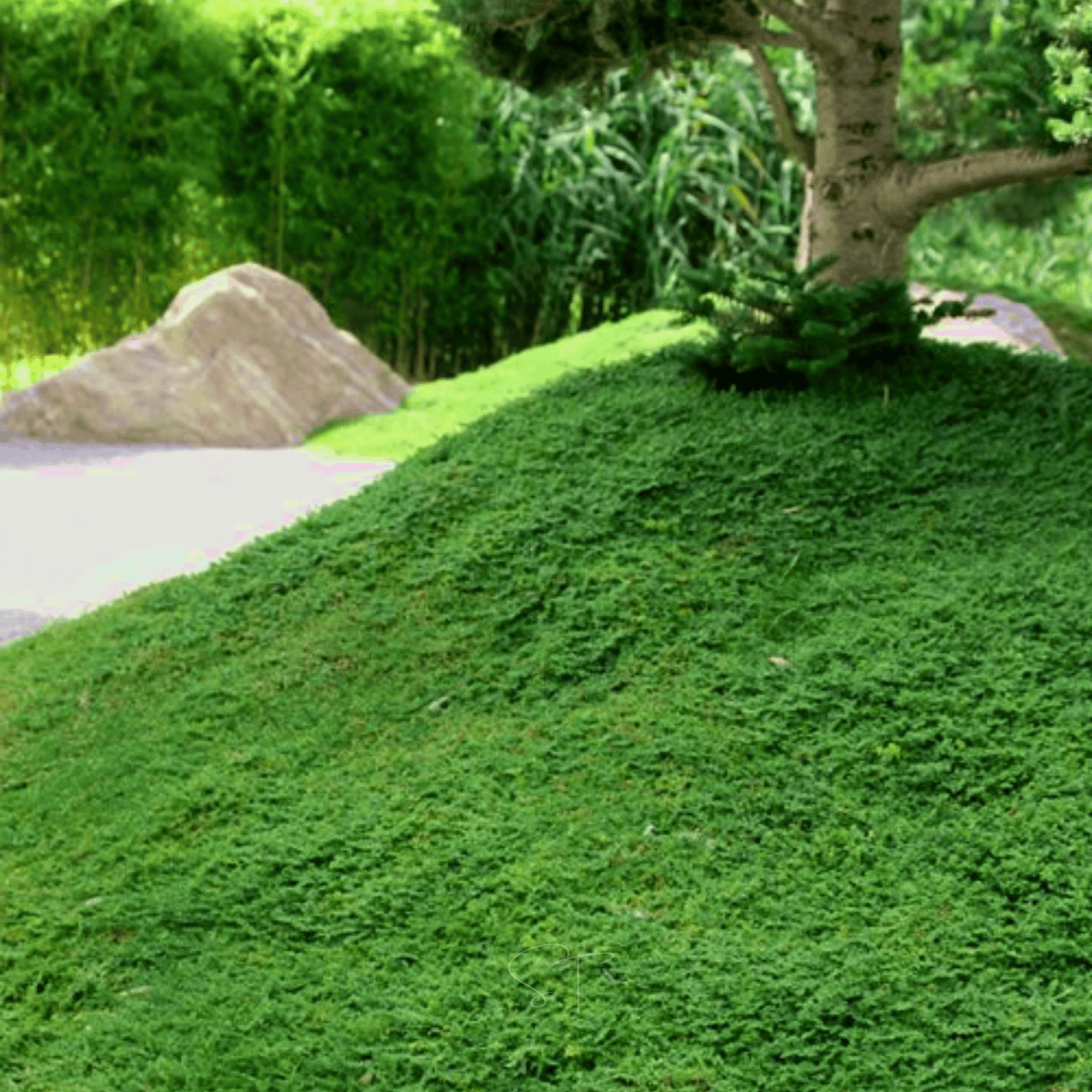 Green Carpet Rupturewort ā 100 Seeds