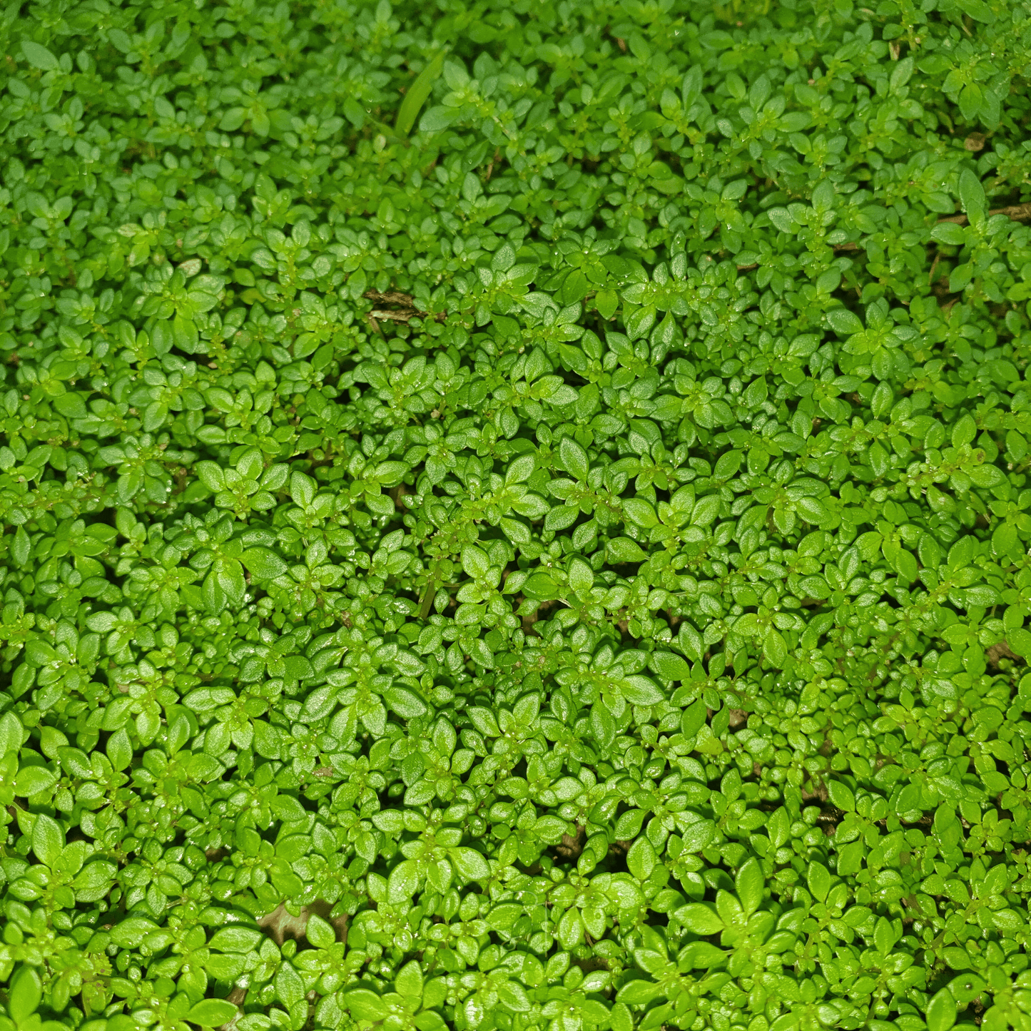 Green Carpet Rupturewort ā 100 Seeds