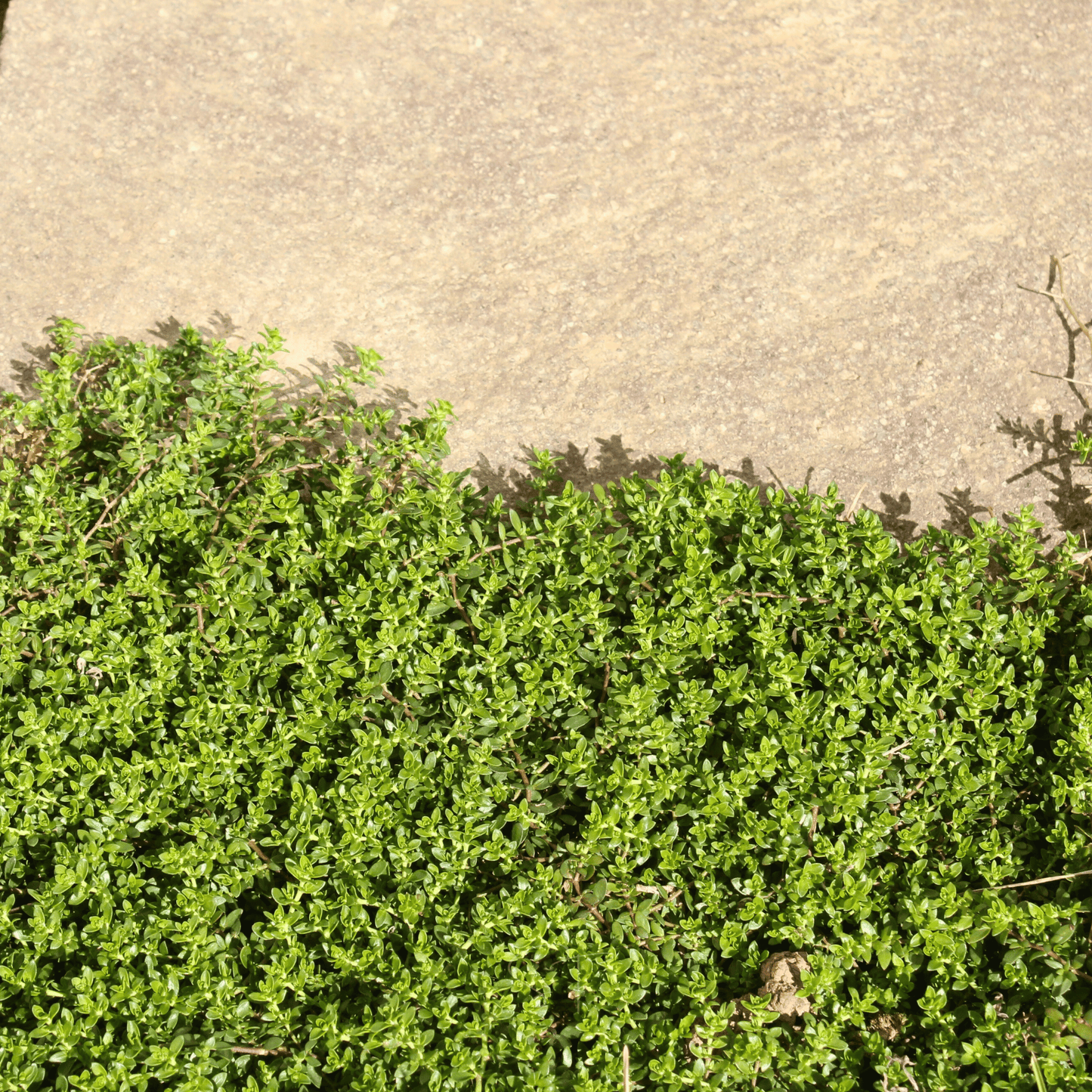 Green Carpet Rupturewort ā 100 Seeds