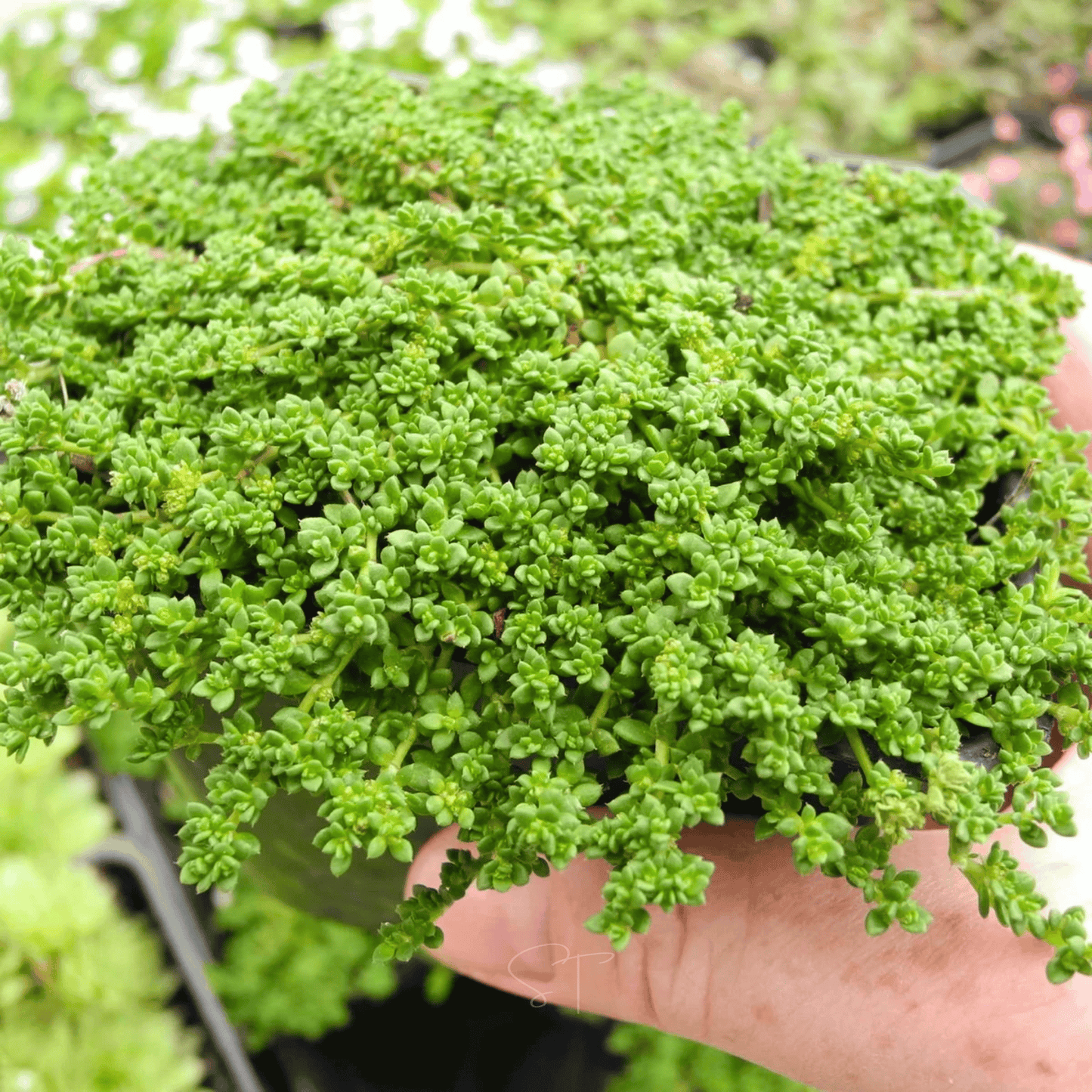 Green Carpet Rupturewort ā 100 Seeds