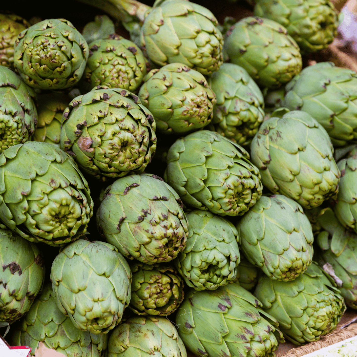 Green Globe Artichoke โ 25 Seeds