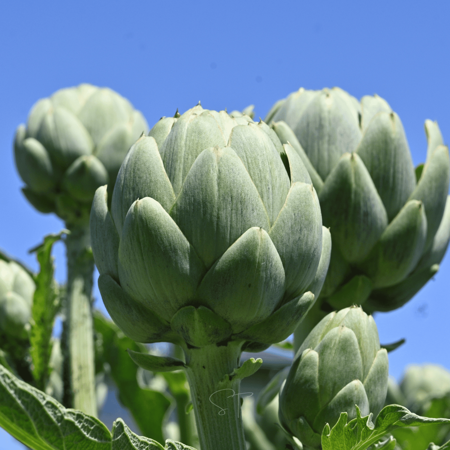 Green Globe Artichoke โ 25 Seeds
