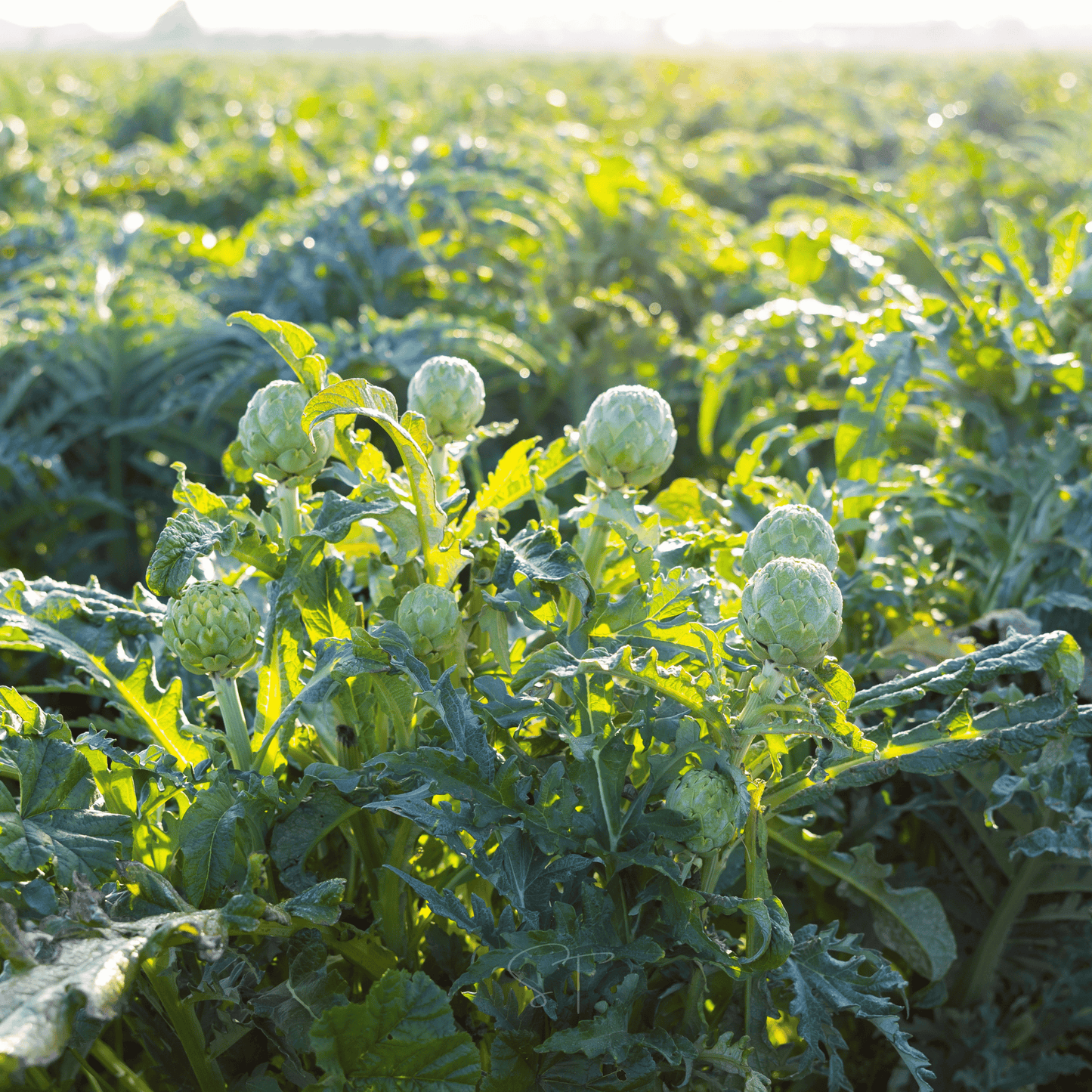 Green Globe Artichoke โ 25 Seeds