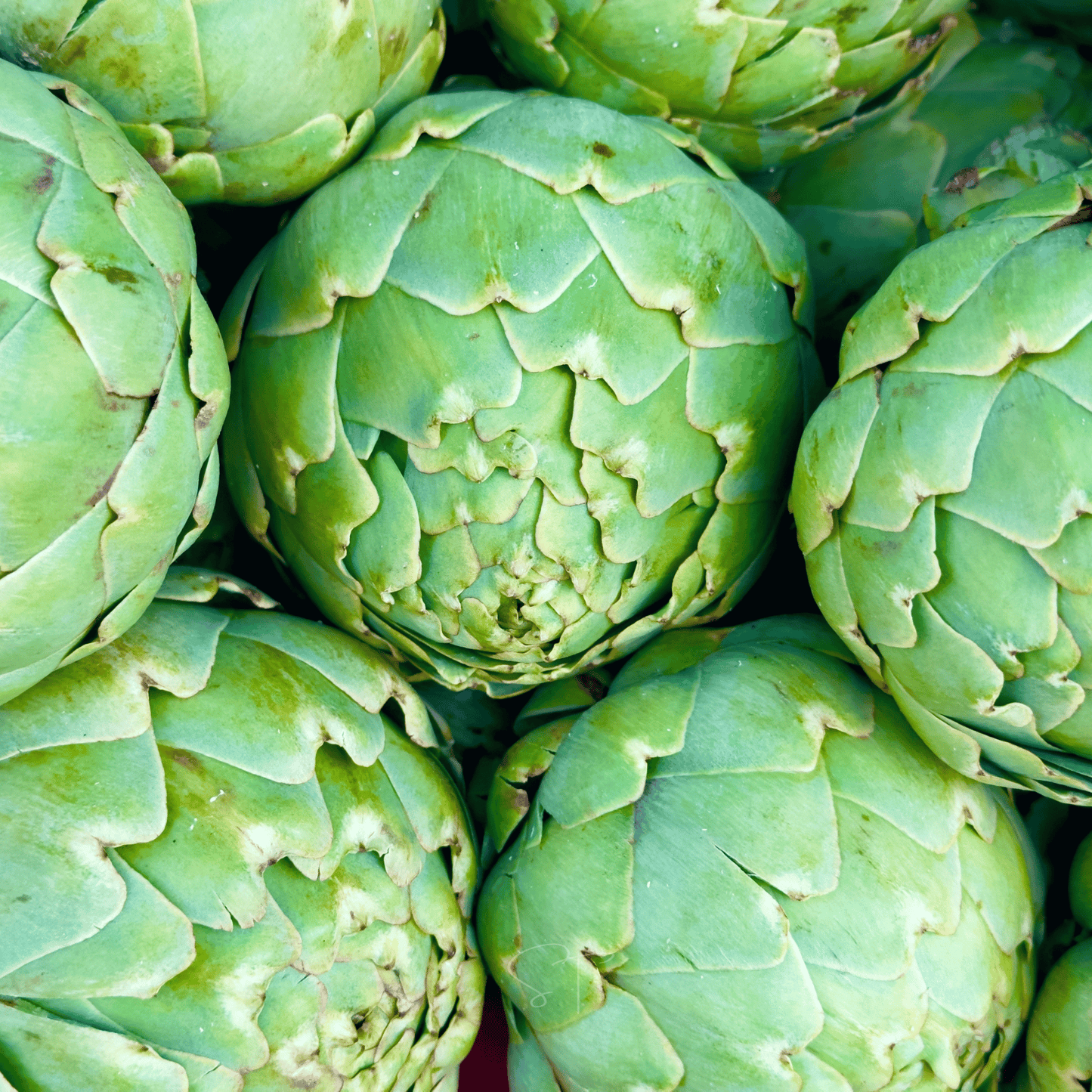 Green Globe Artichoke โ 25 Seeds