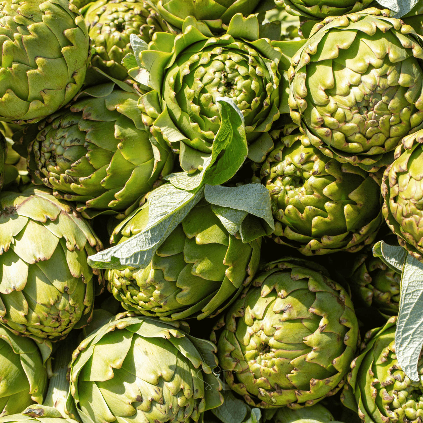 Green Globe Artichoke โ 25 Seeds