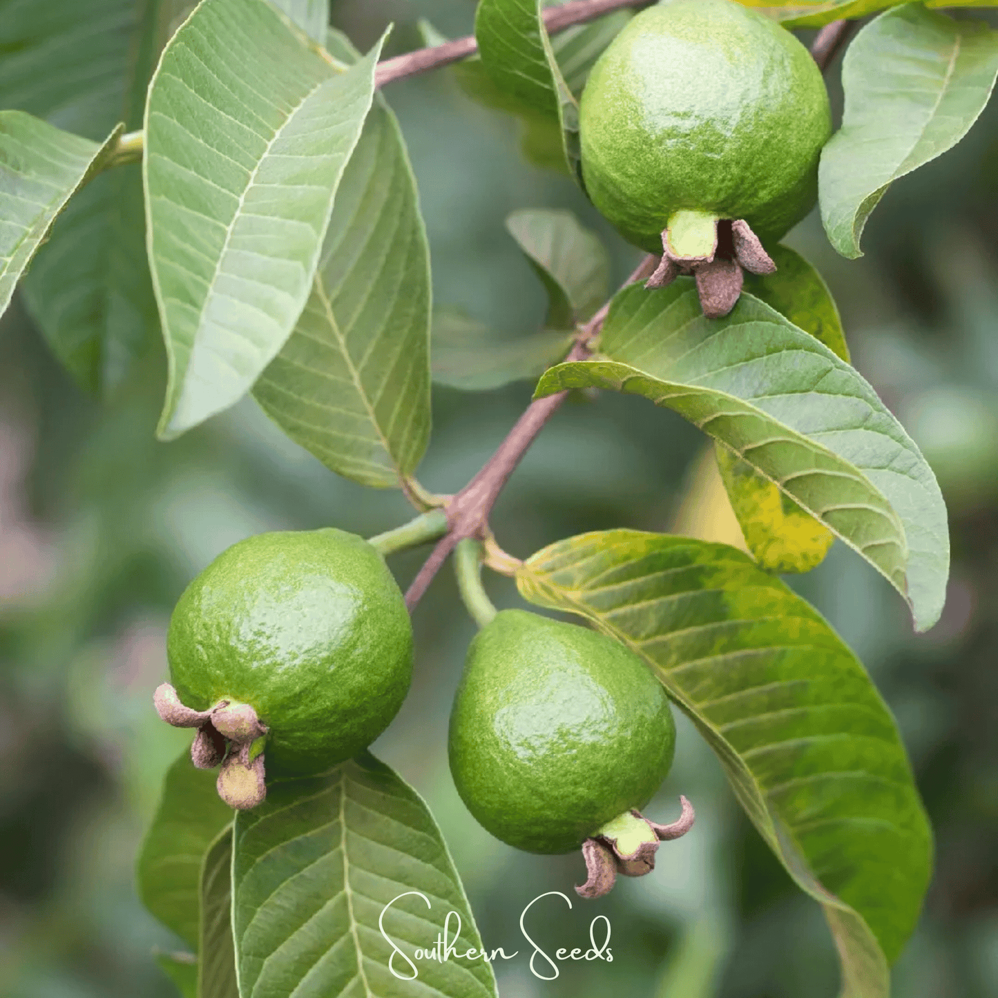 Guava ā 25 Seeds
