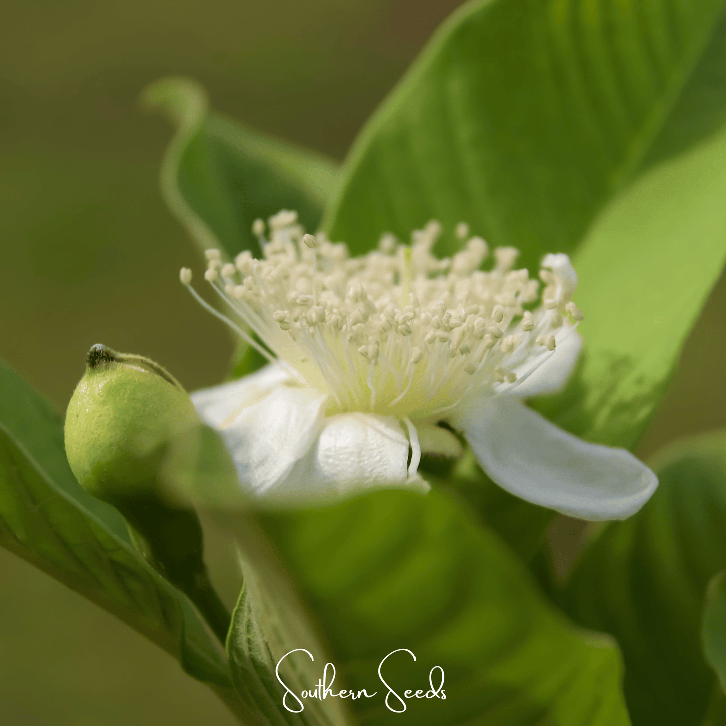 Guava ā 25 Seeds
