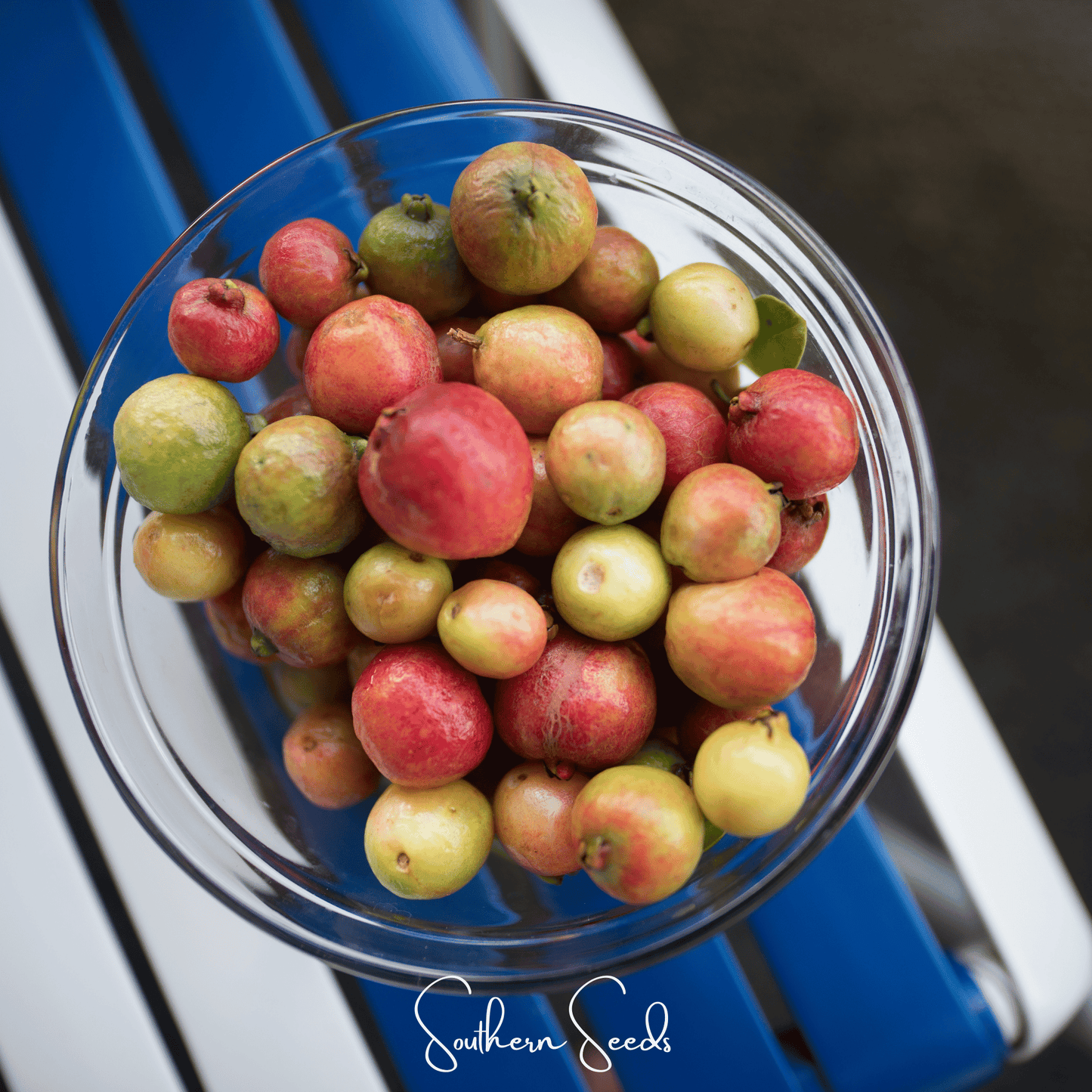 Guava ā 25 Seeds