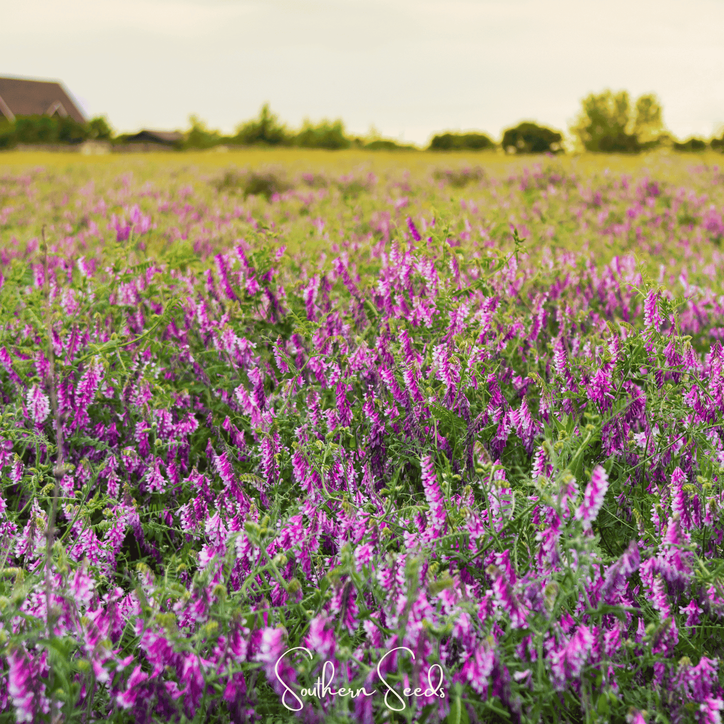 Hairy Vetch ā 100 Seeds
