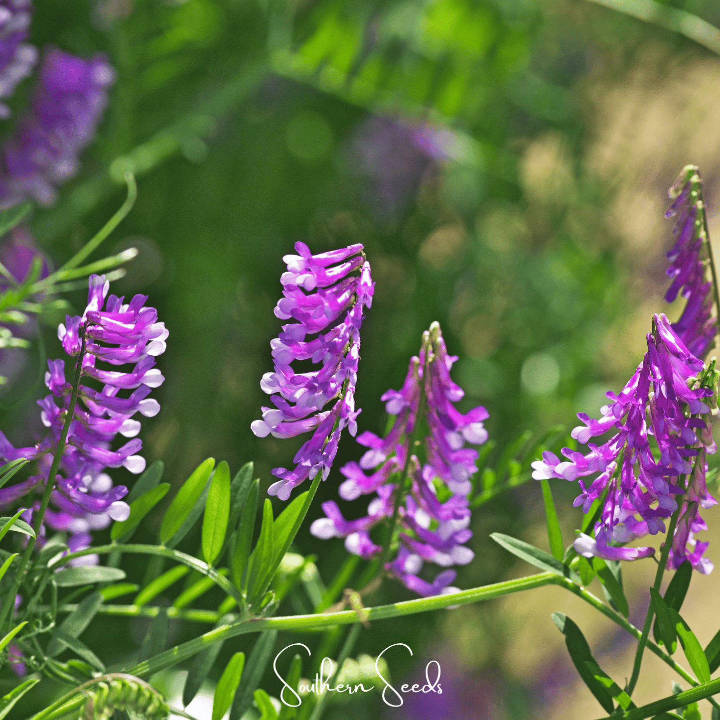 Hairy Vetch ā 100 Seeds