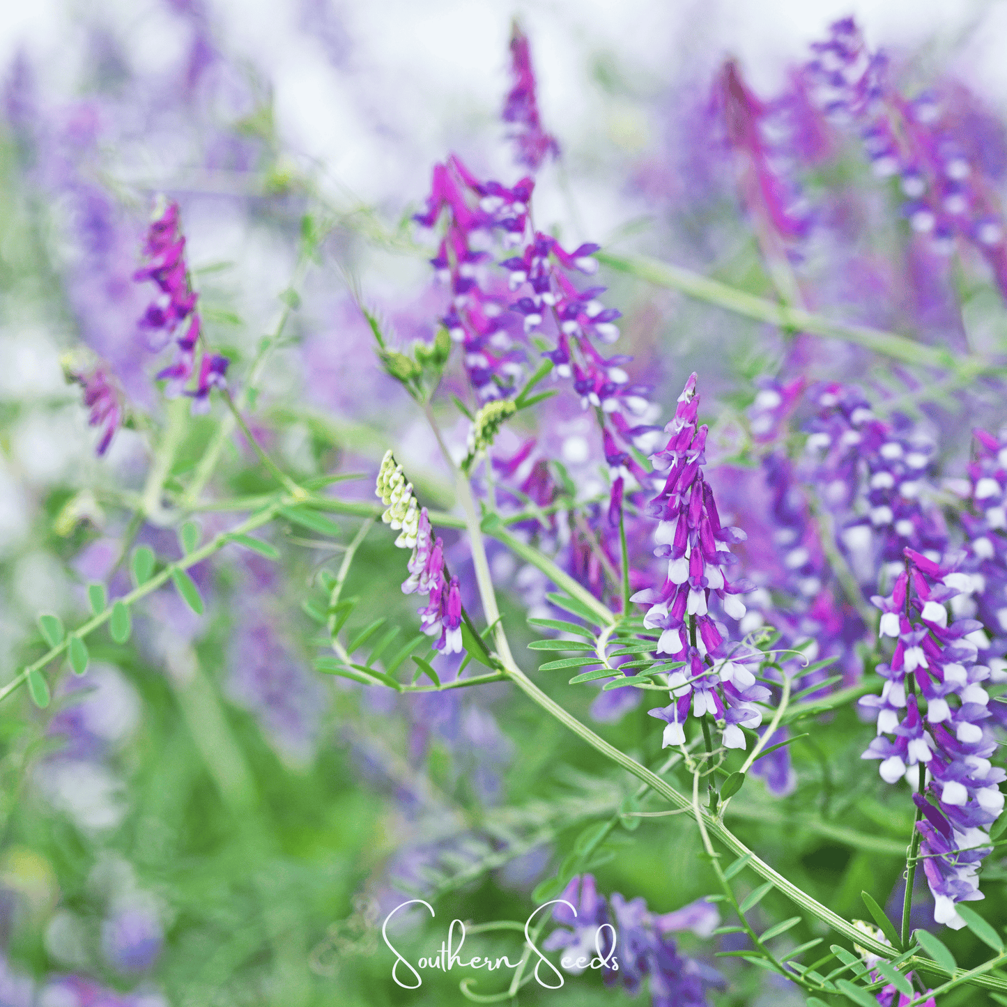 Hairy Vetch ā 100 Seeds