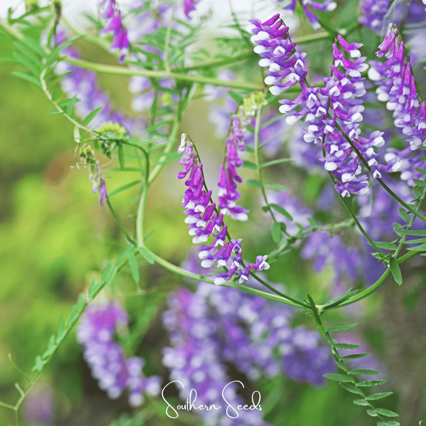 Hairy Vetch ā 100 Seeds