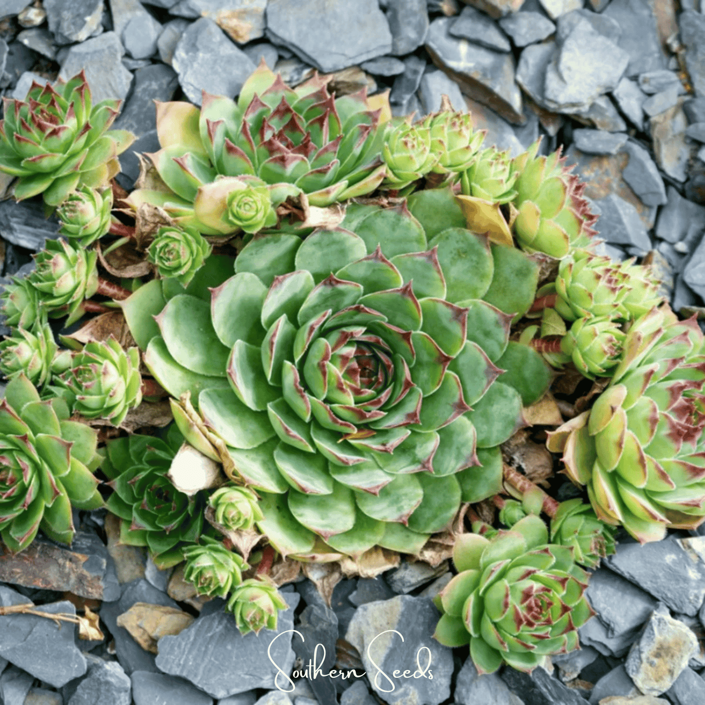 Hens & Chicks Cactus Mix ā 30 Seeds