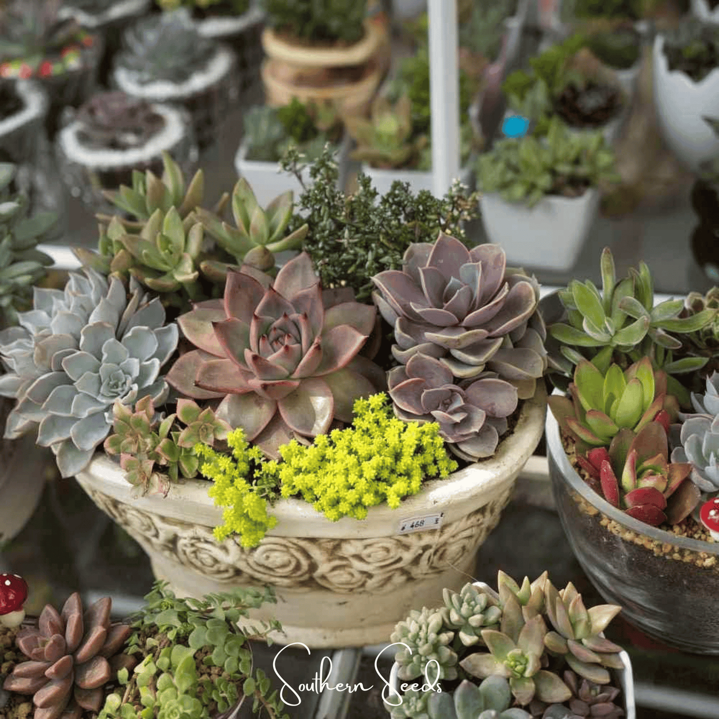 Hens & Chicks Cactus Mix ā 30 Seeds