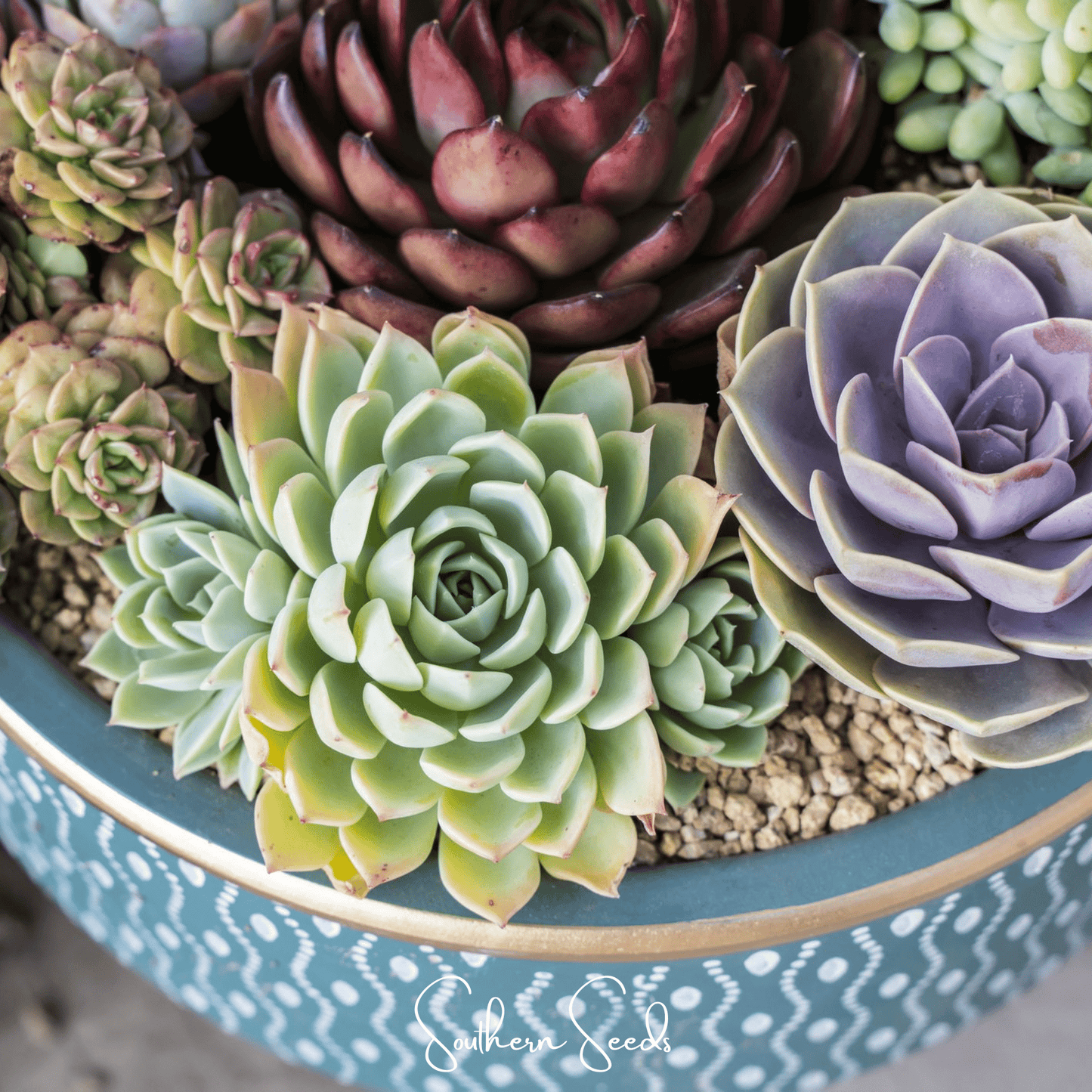 Hens & Chicks Cactus Mix ā 30 Seeds