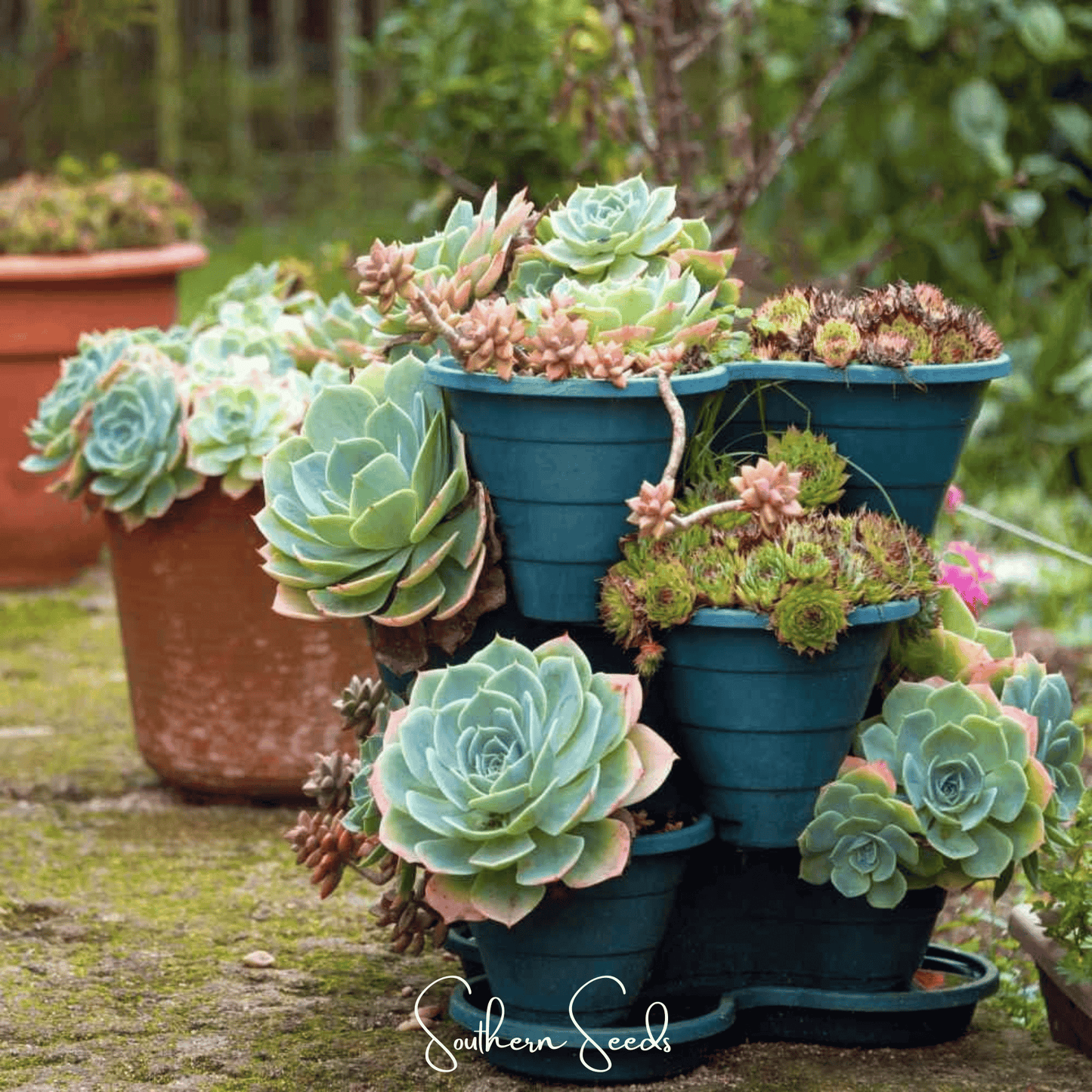 Hens & Chicks Cactus Mix ā 30 Seeds