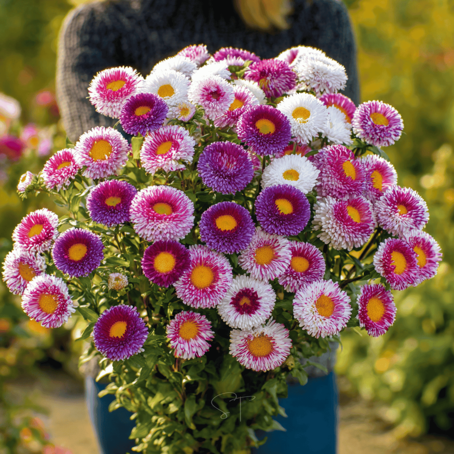 Hi-No-Maru Pompon Aster ā 50 Seeds