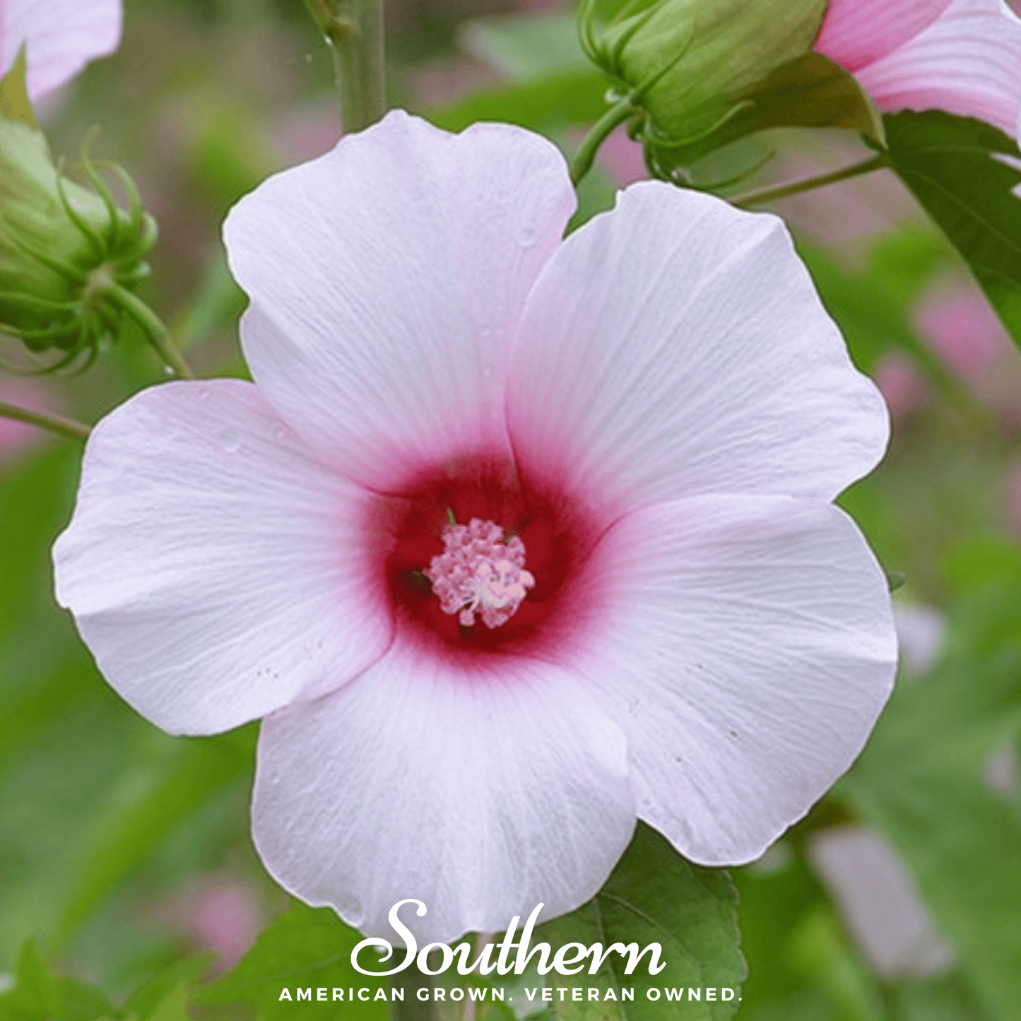 Rose Mallow Hibiscus ā 25 Seeds