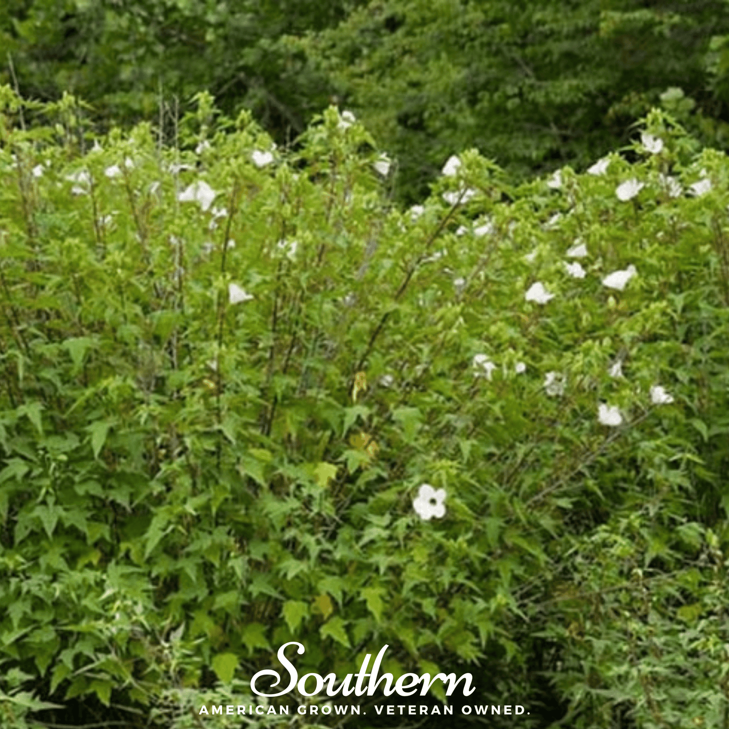 Rose Mallow Hibiscus ā 25 Seeds