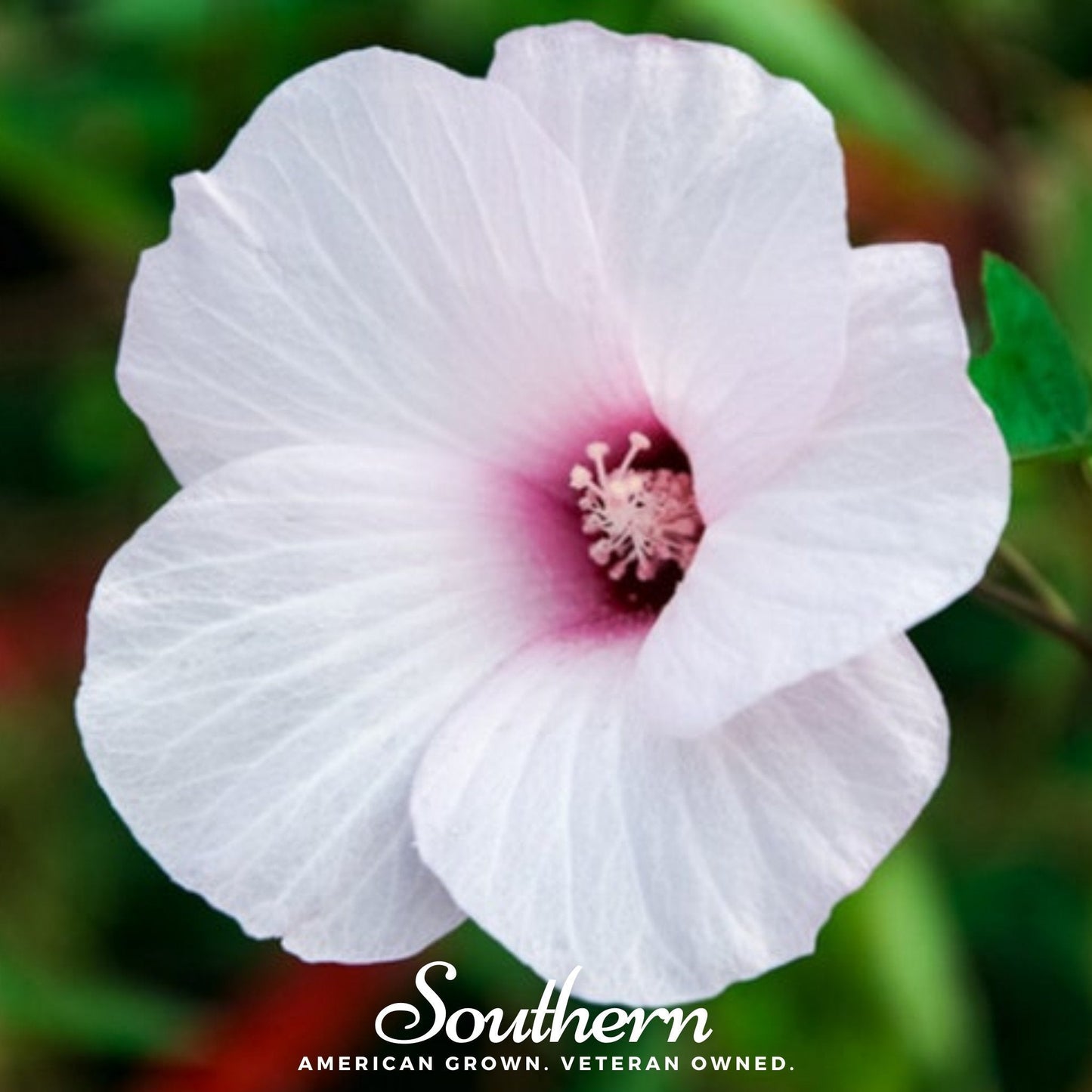 Rose Mallow Hibiscus ā 25 Seeds