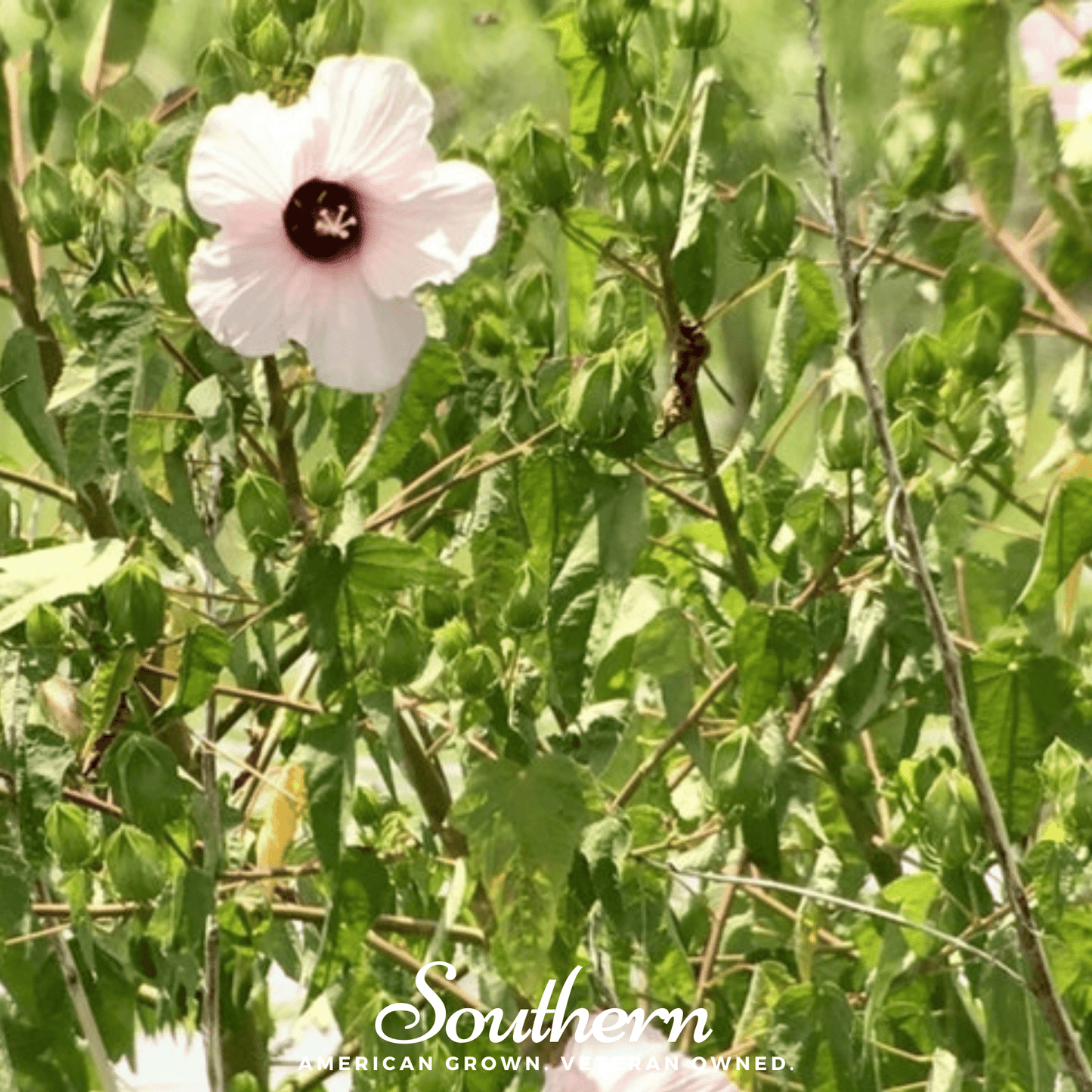 Rose Mallow Hibiscus ā 25 Seeds