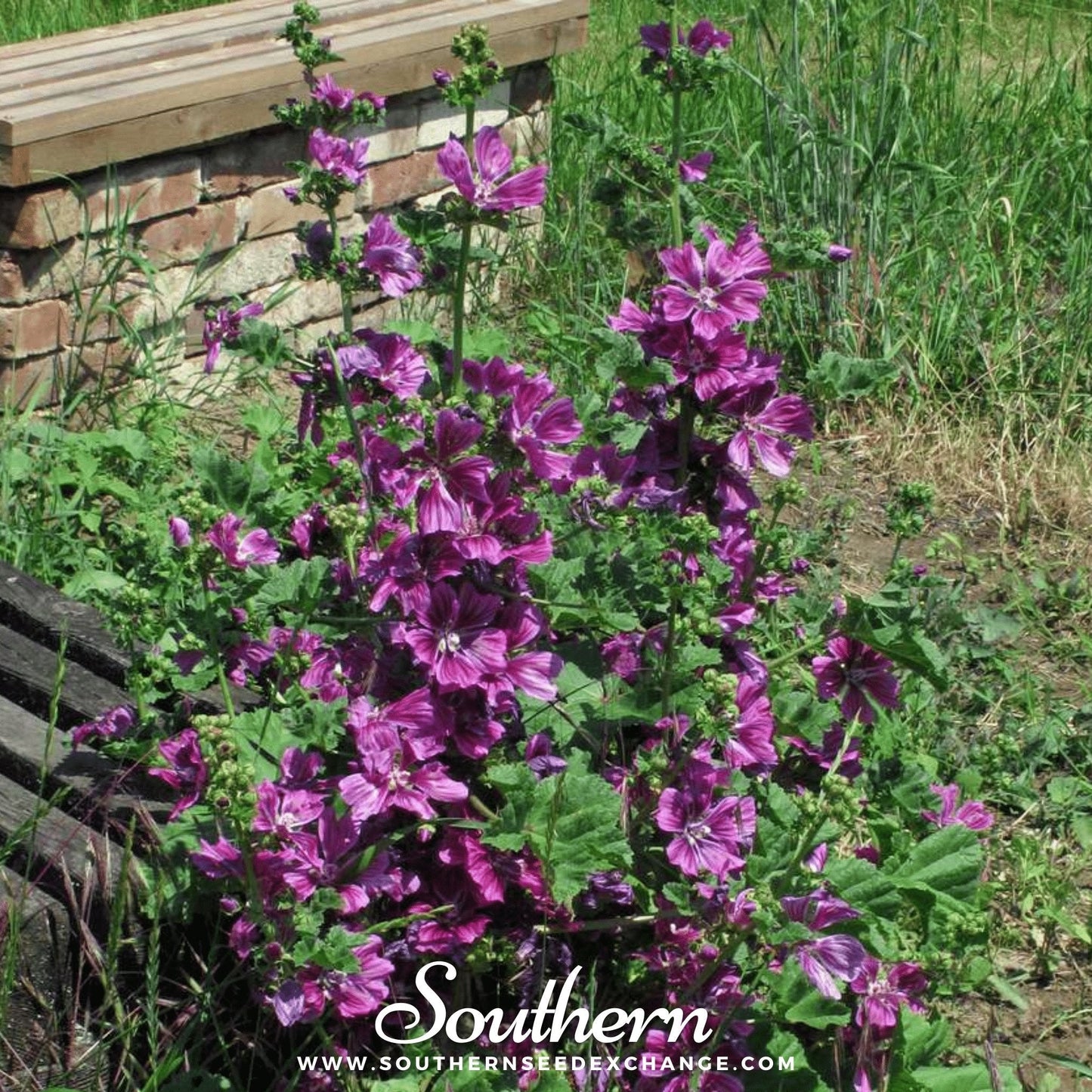 French Hollyhock ā 25 Seeds