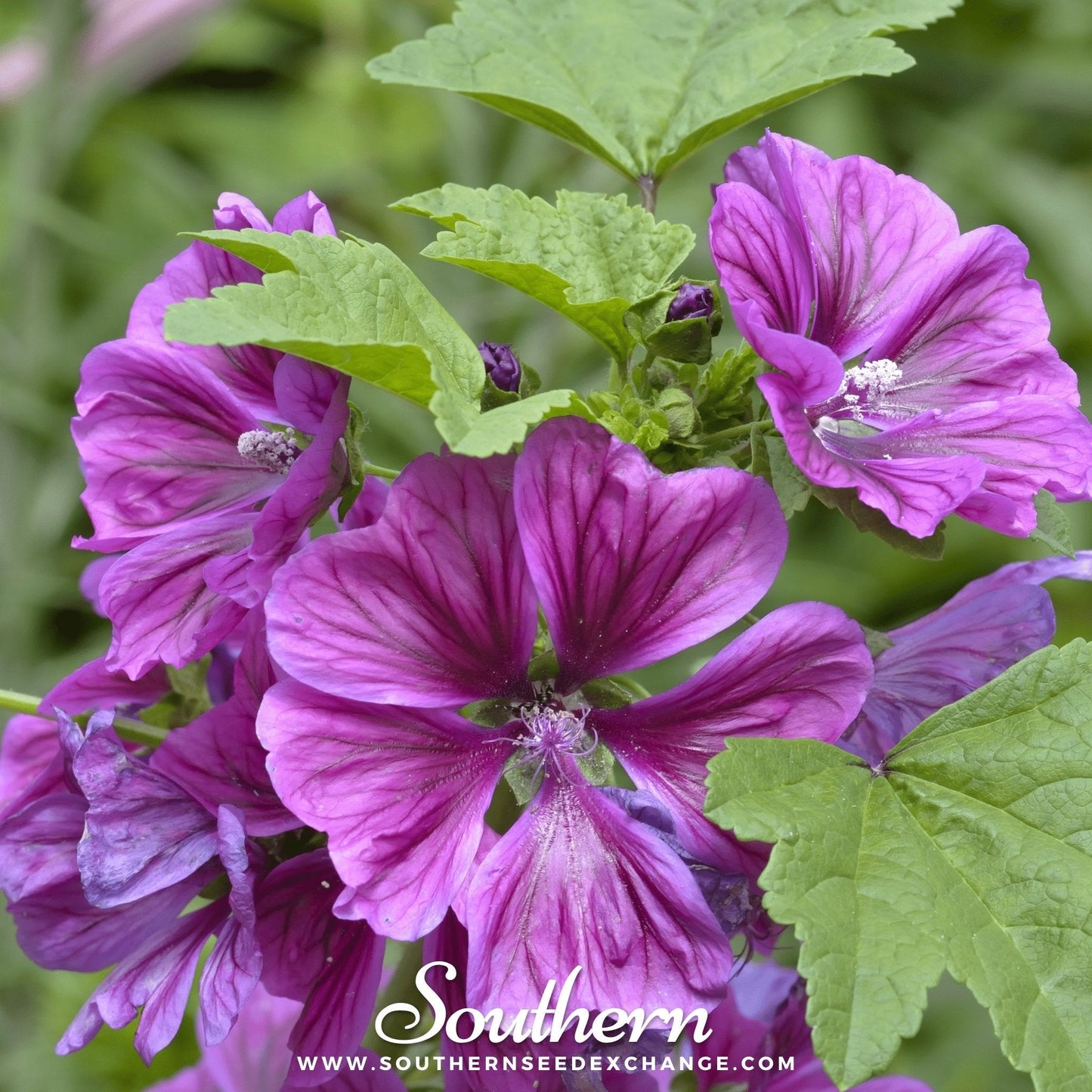 French Hollyhock ā 25 Seeds