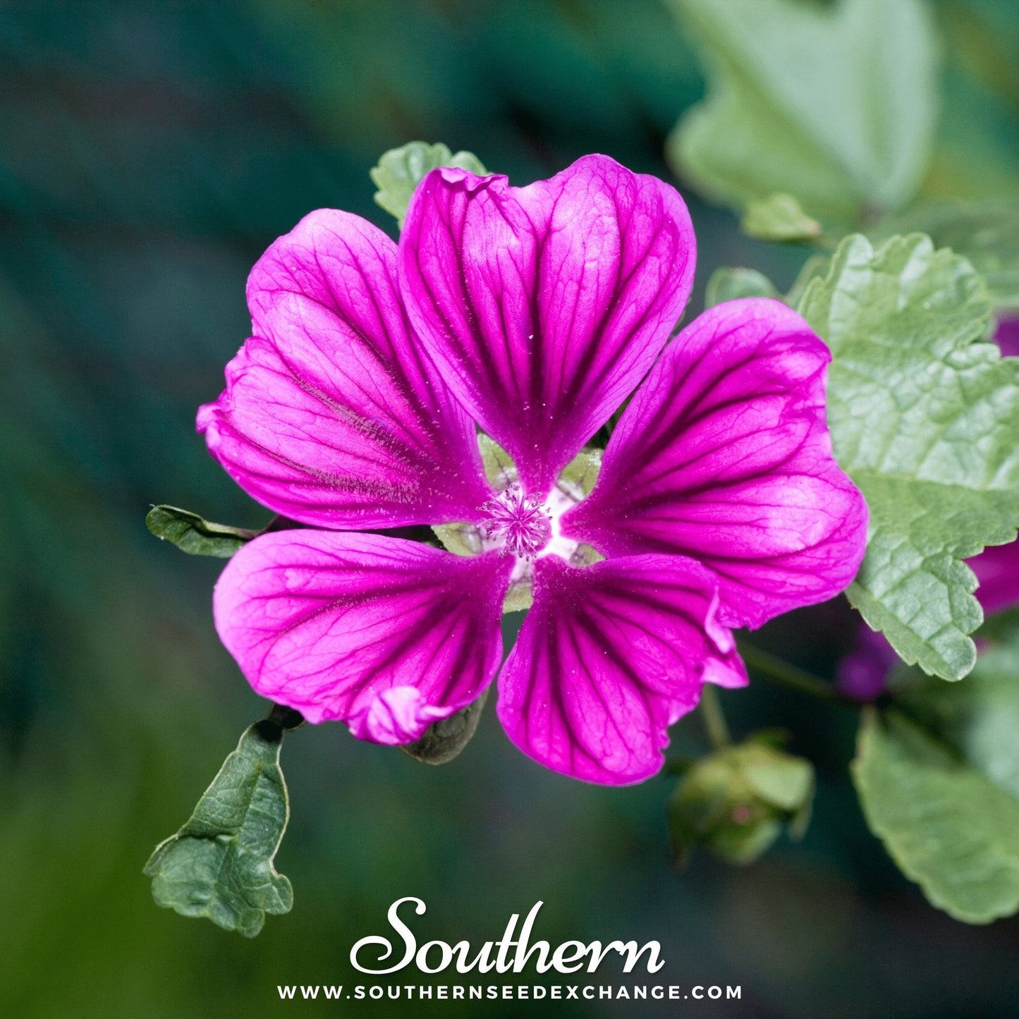 French Hollyhock ā 25 Seeds