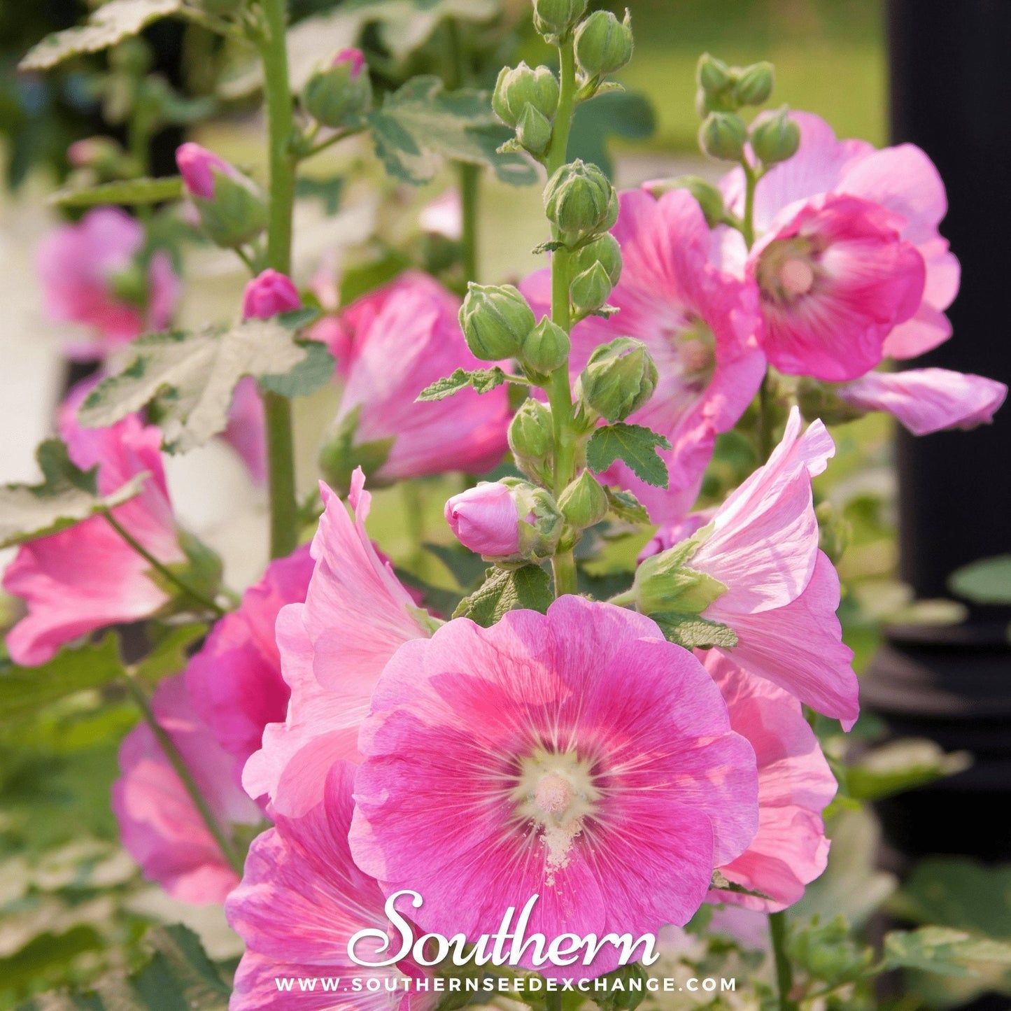 Pink Hollyhock ā 25 Seeds