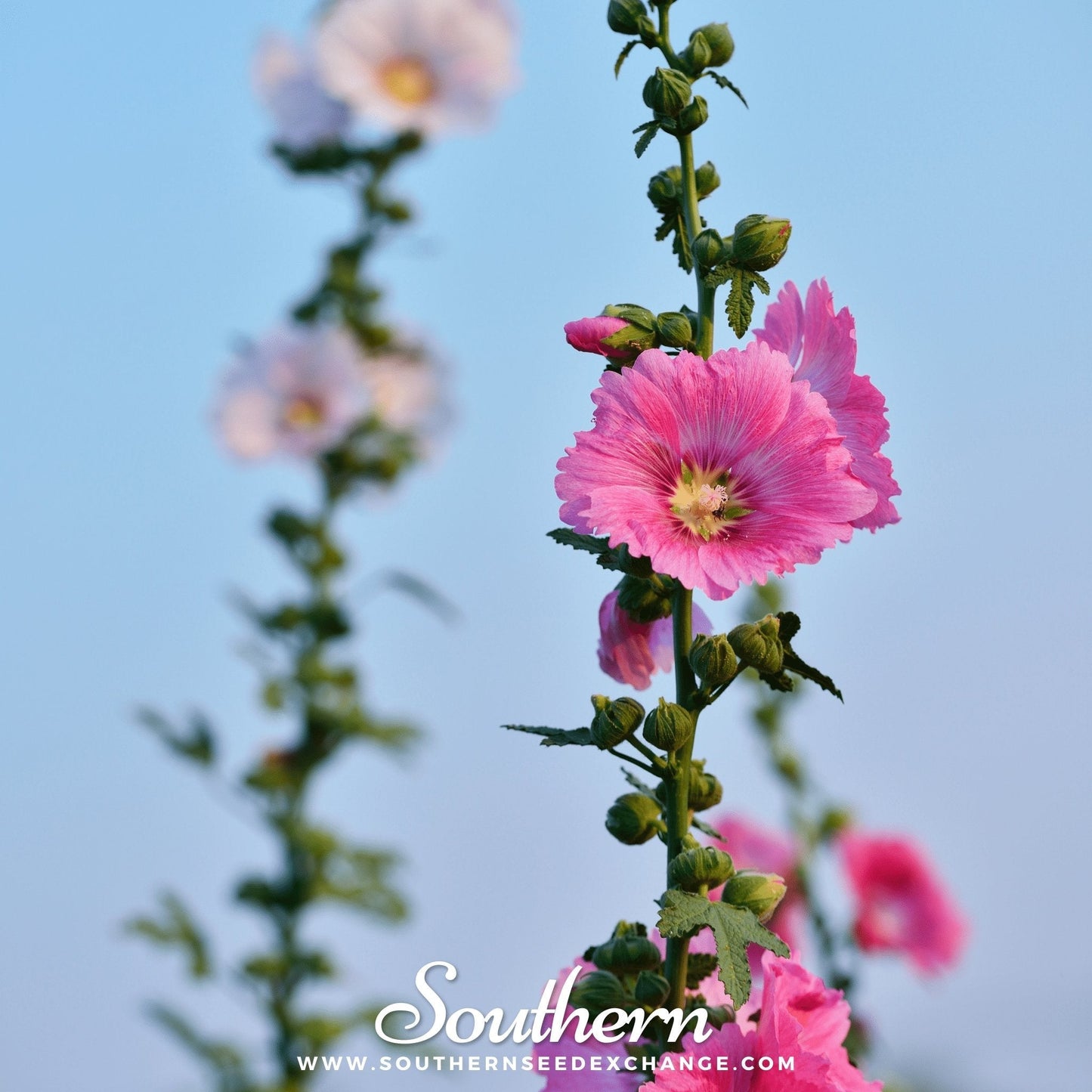 Pink Hollyhock ā 25 Seeds