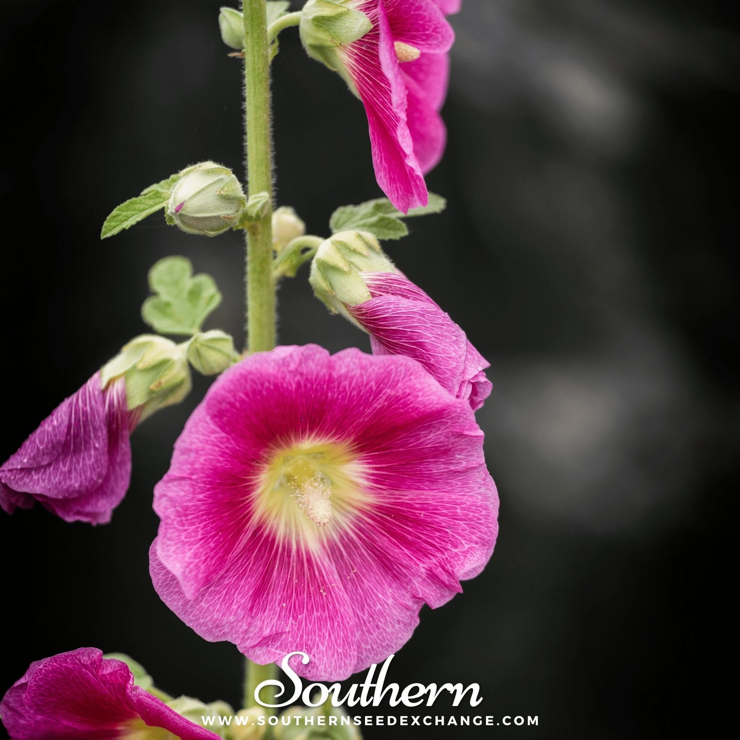 Pink Hollyhock ā 25 Seeds