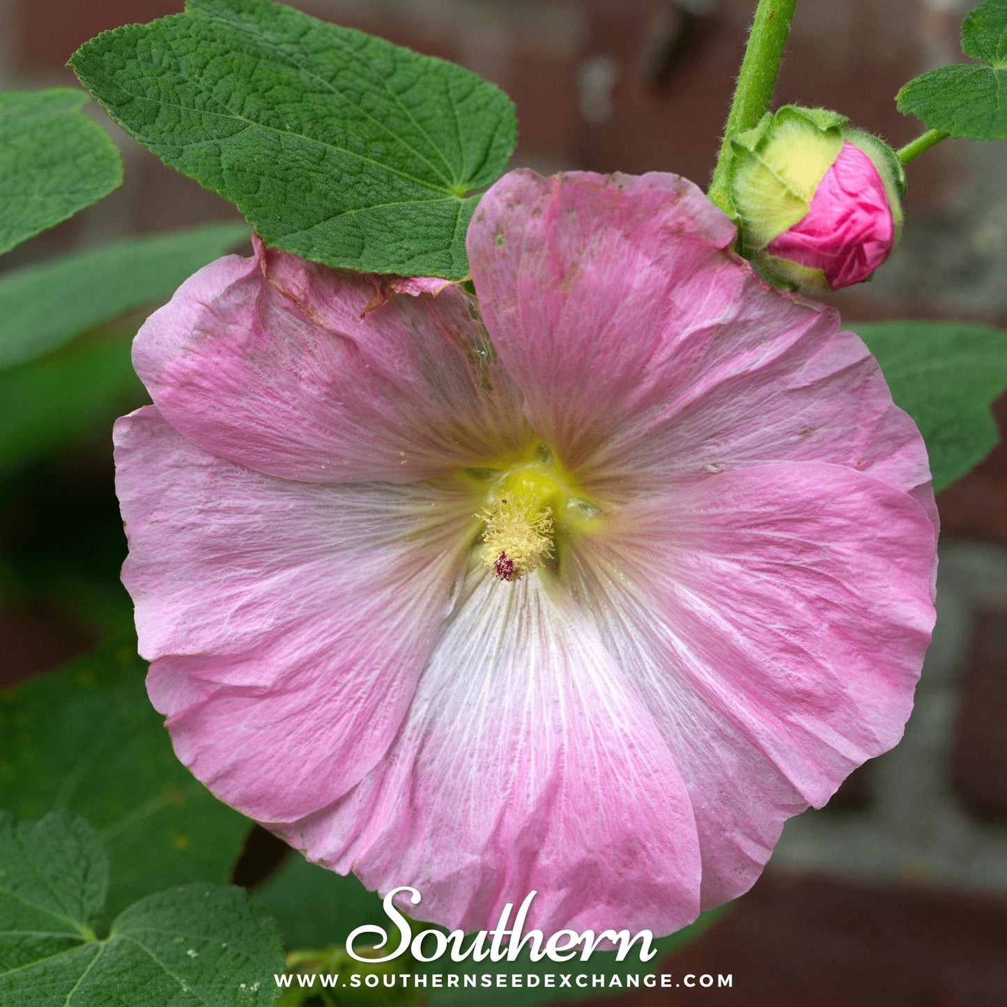 Pink Hollyhock ā 25 Seeds