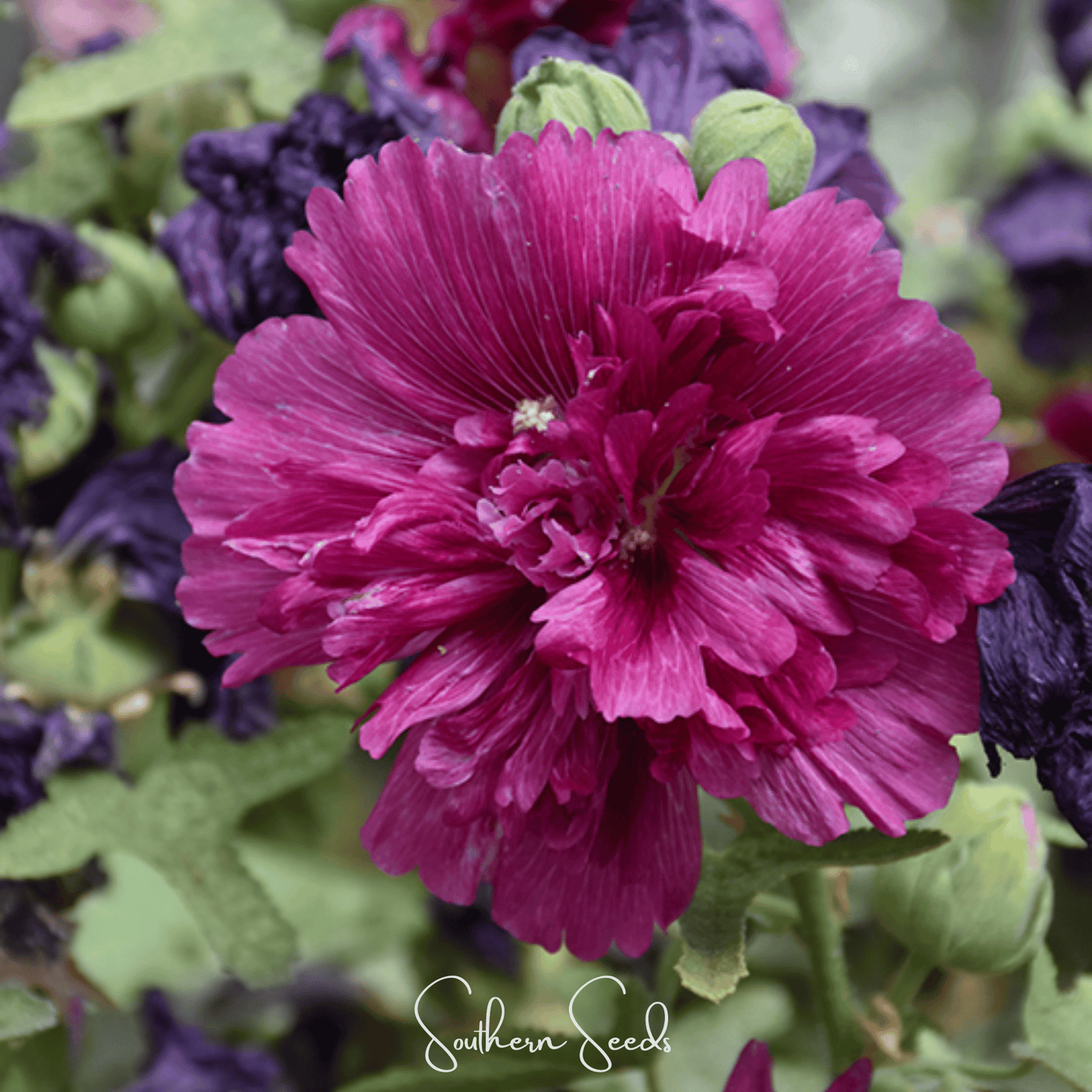 Queeny Purple Hollyhock ā 25 Seeds