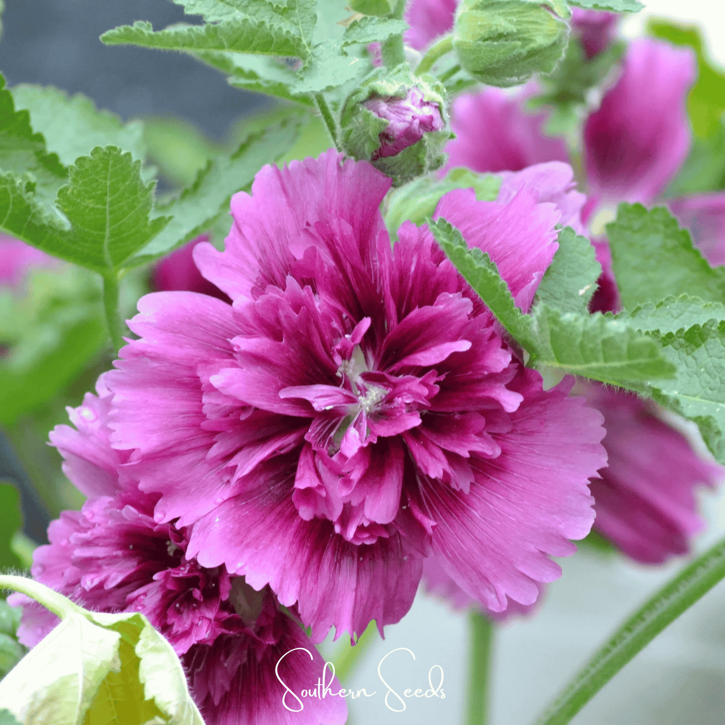 Queeny Purple Hollyhock ā 25 Seeds