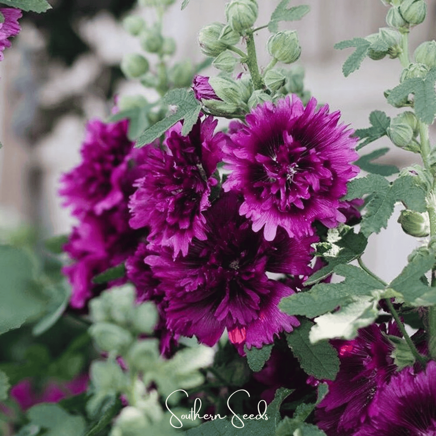 Queeny Purple Hollyhock ā 25 Seeds