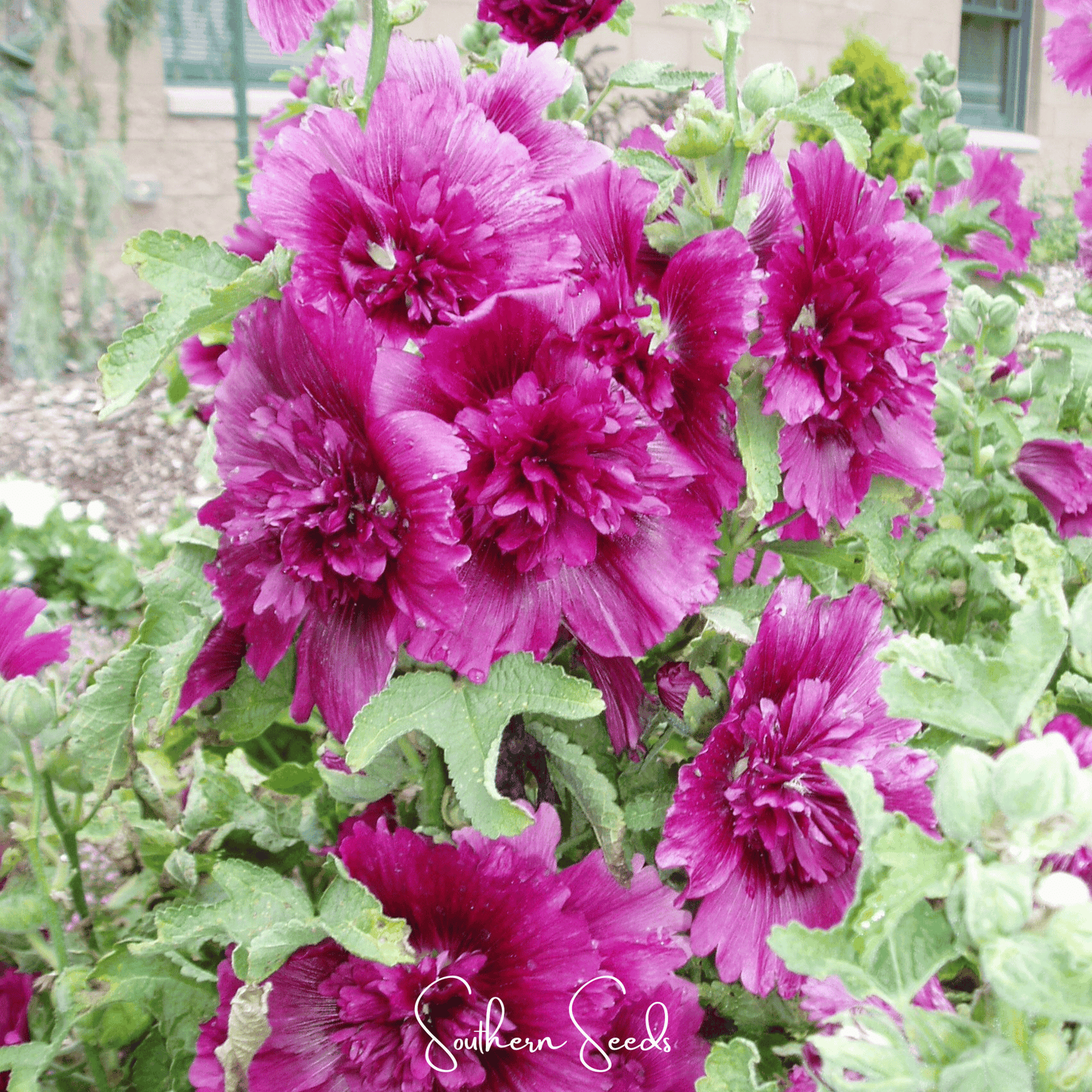 Queeny Purple Hollyhock ā 25 Seeds